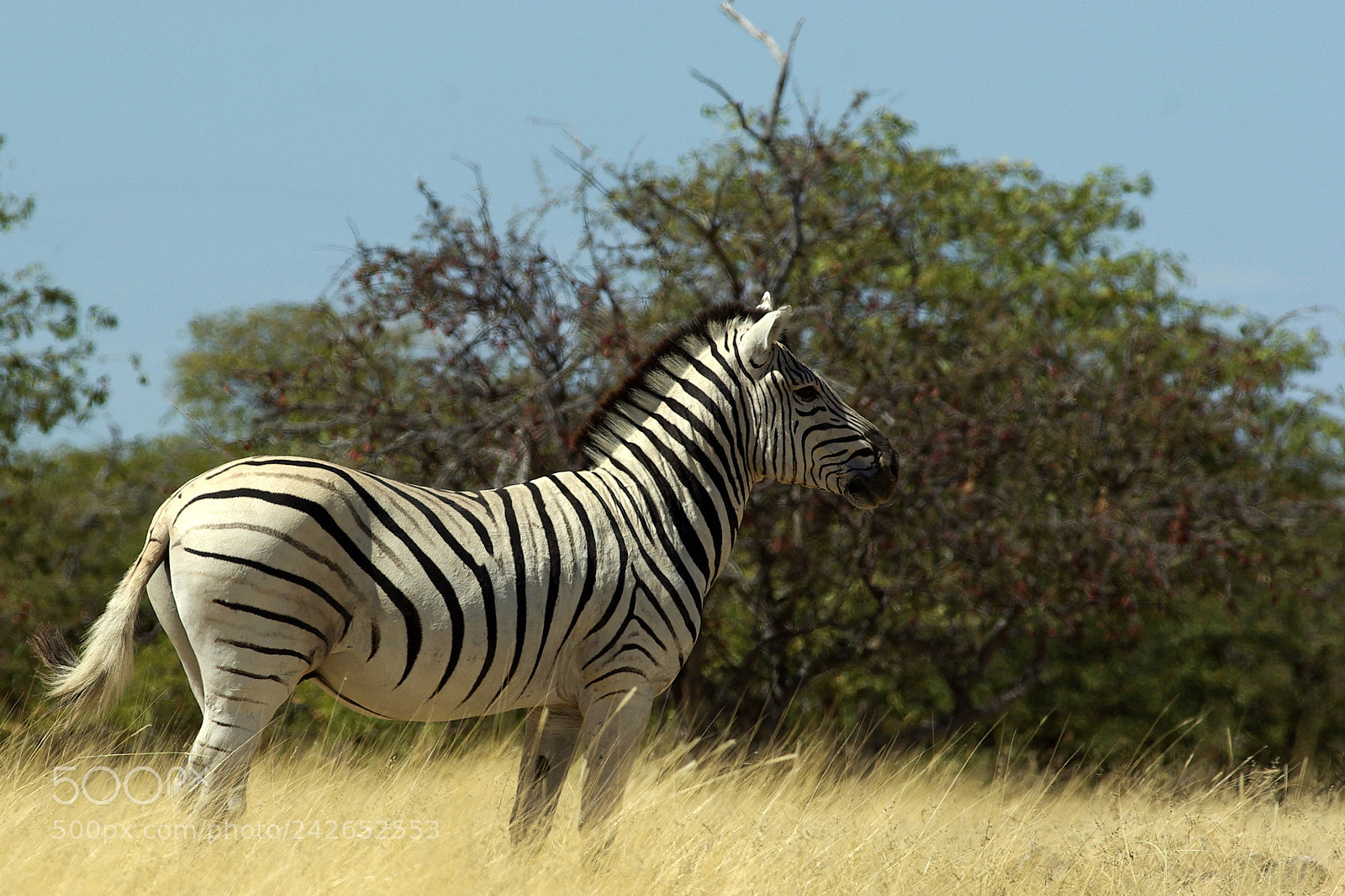 Pentax K10D sample photo. Namibie j photography