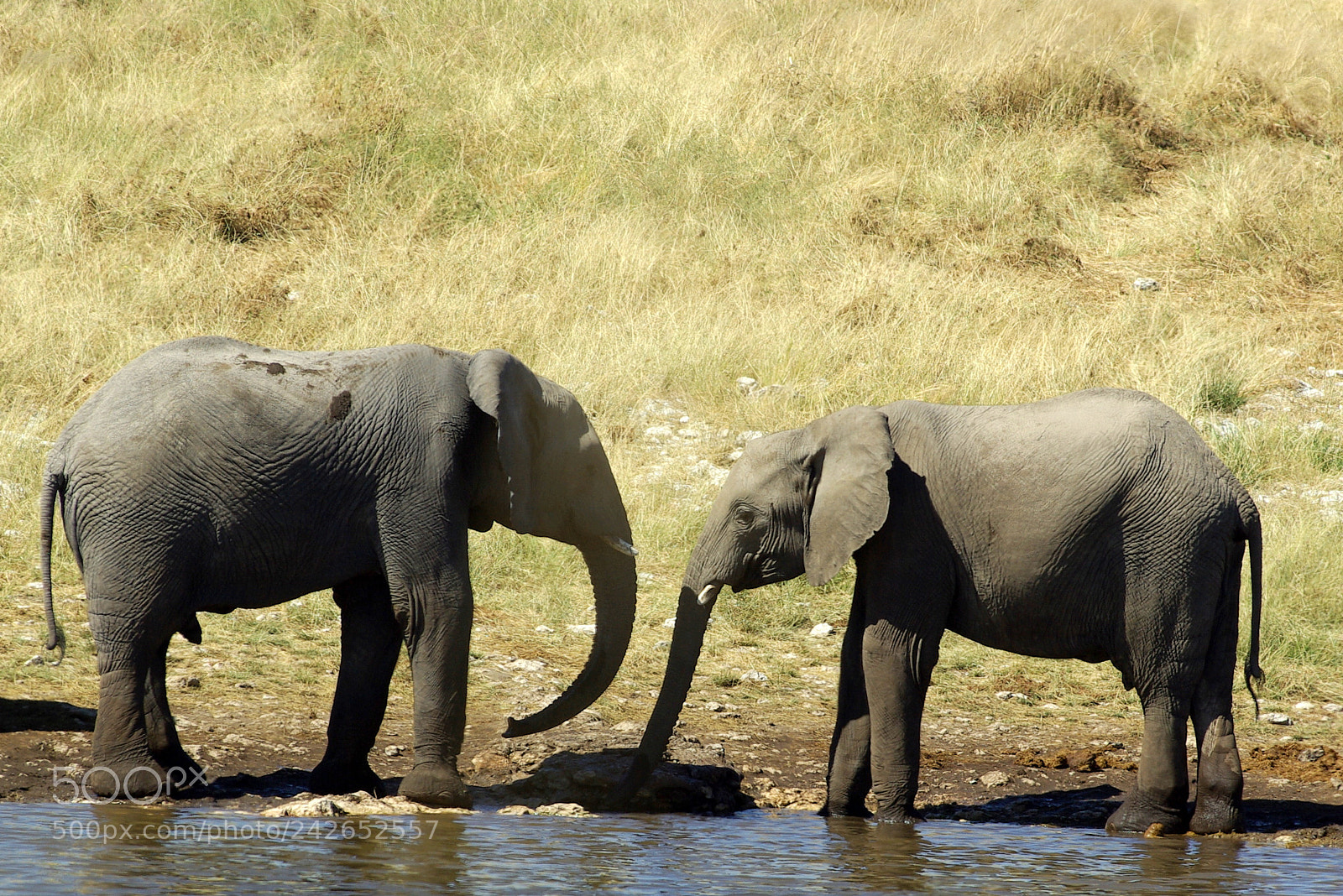 Pentax K10D sample photo. Namibie j photography
