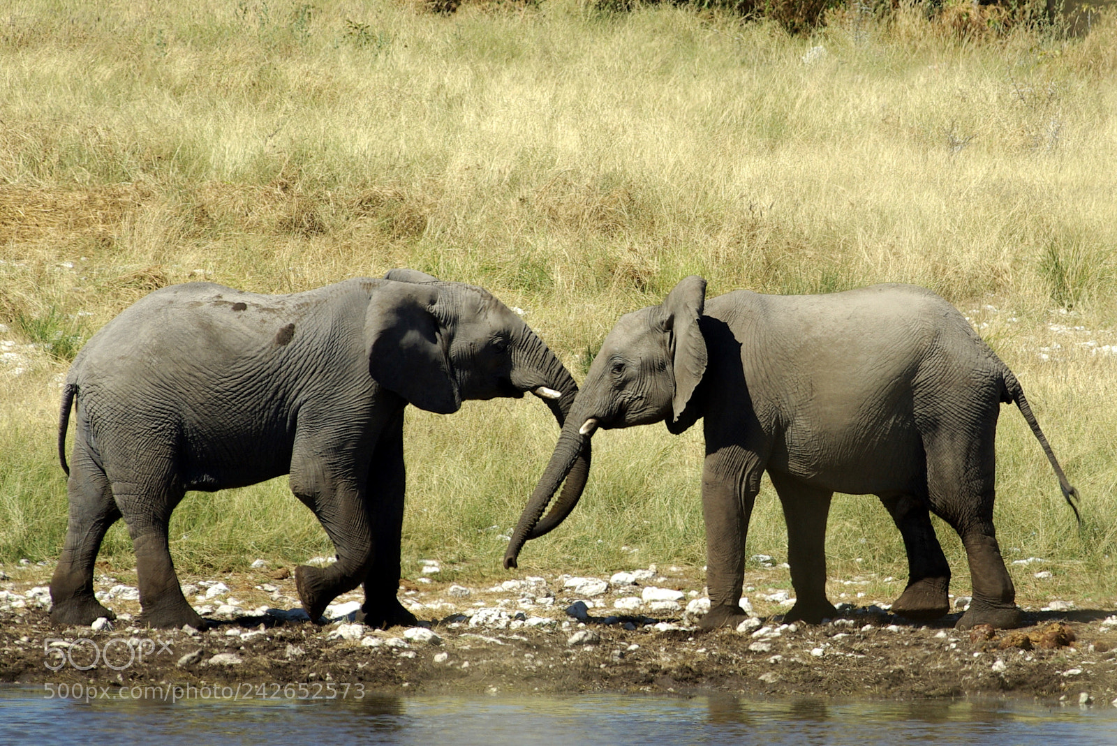 Pentax K10D sample photo. Namibie j photography