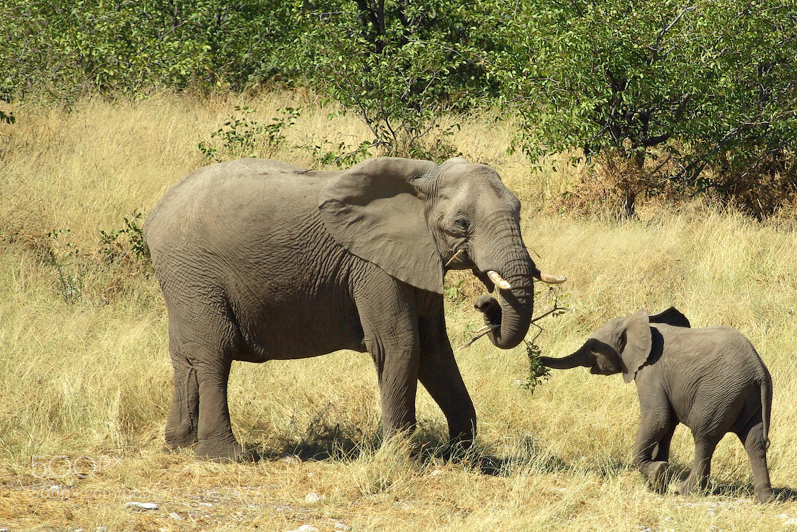 Pentax K10D sample photo. Namibie j photography