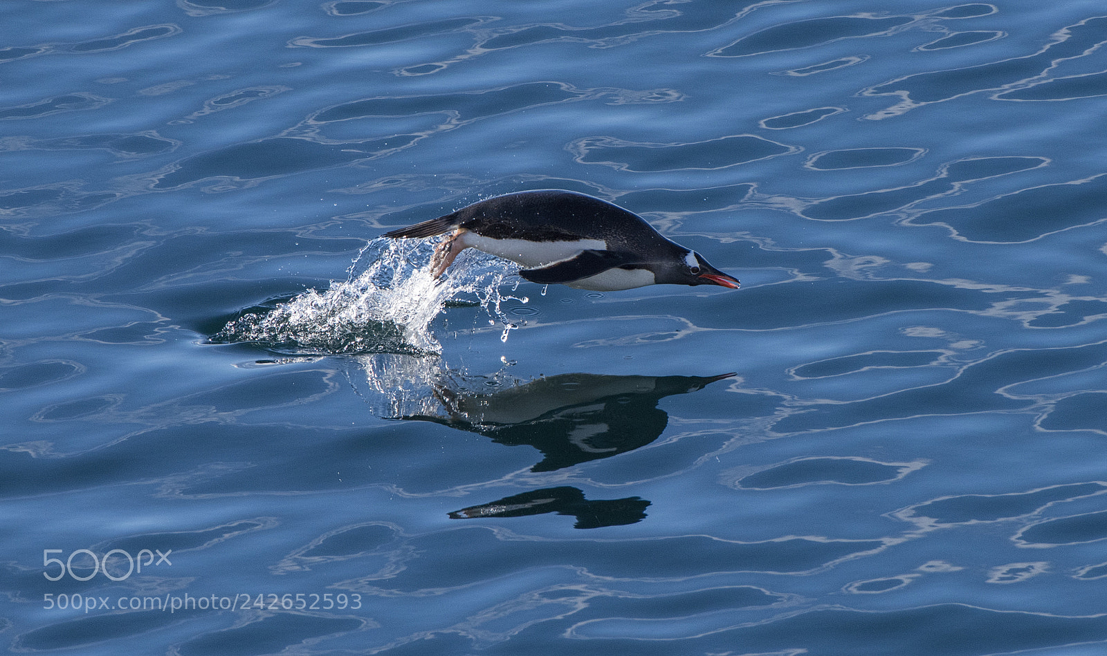 Nikon D810 sample photo. Jumping gentoo penquin photography