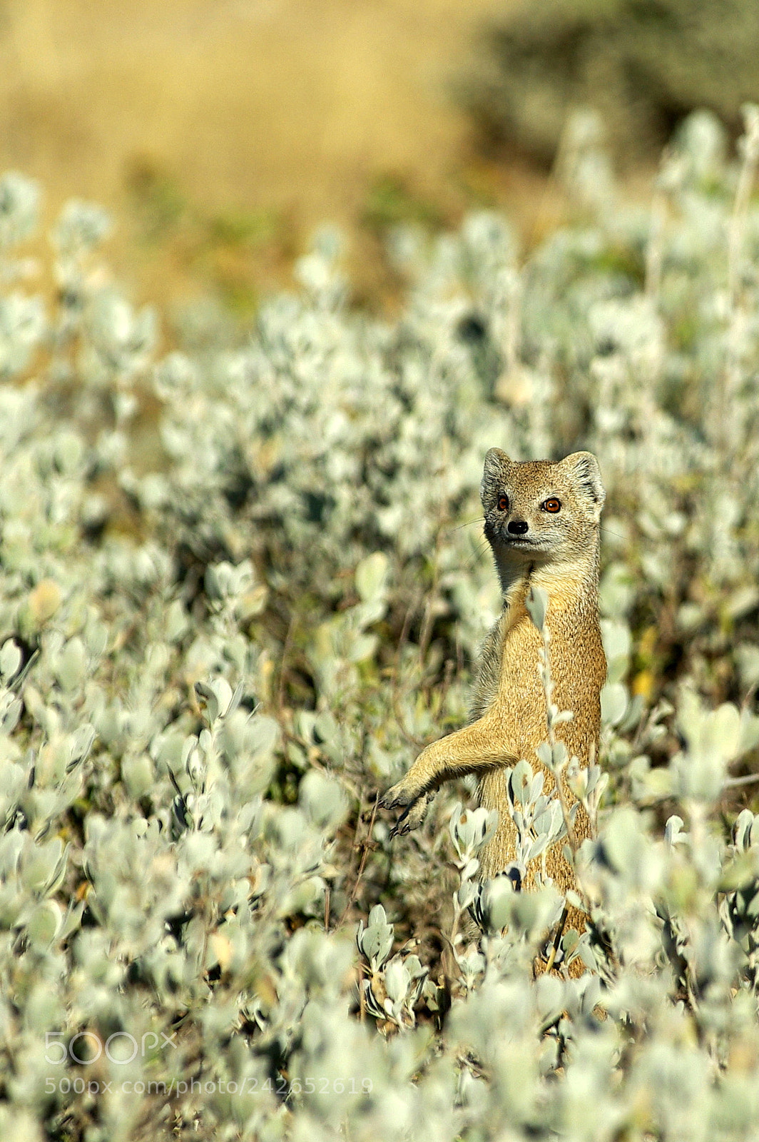 Pentax K10D sample photo. Namibie j photography