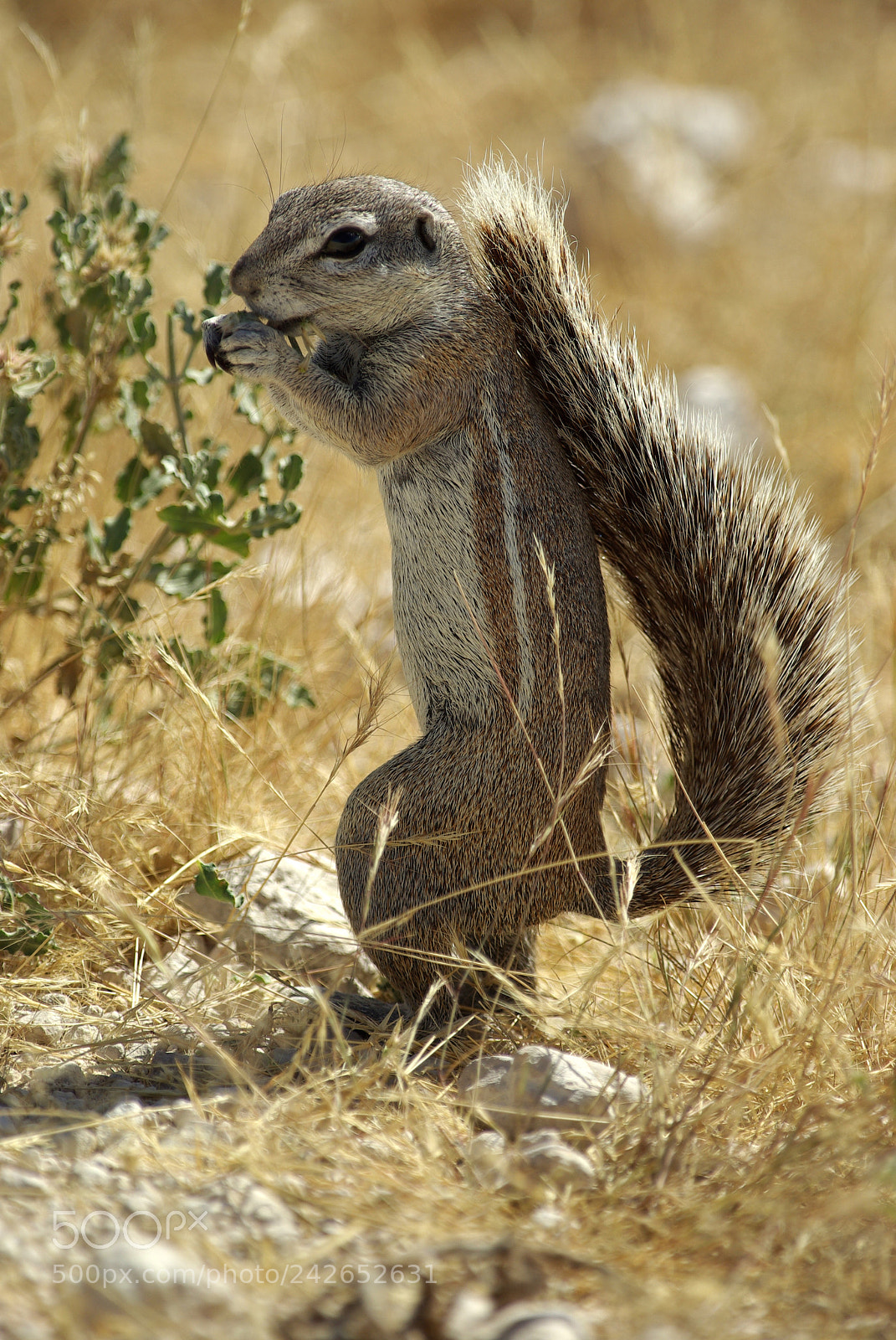 Pentax K10D sample photo. Namibie j photography
