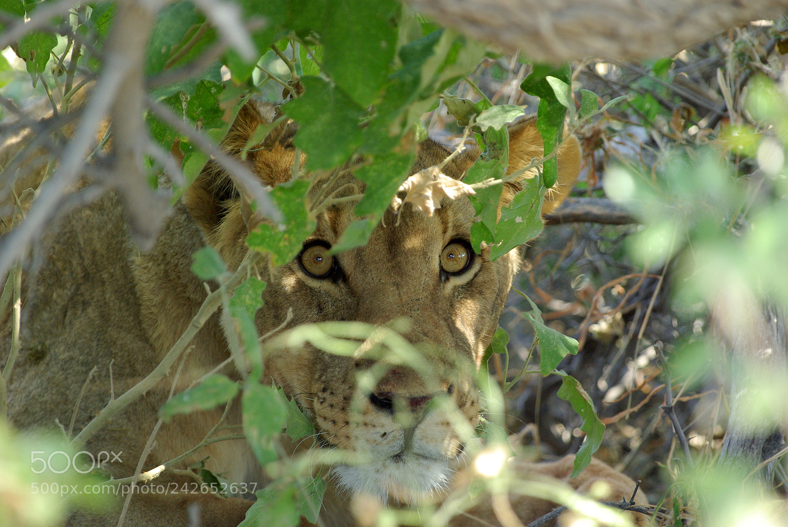Pentax K10D sample photo. Namibie j photography