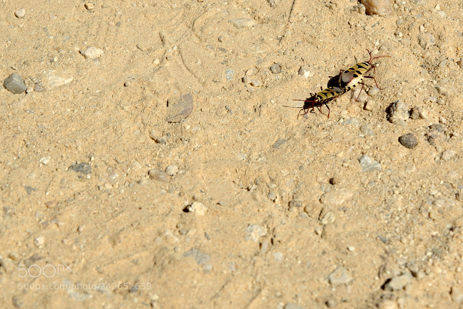 Pentax K10D sample photo. Namibie j photography