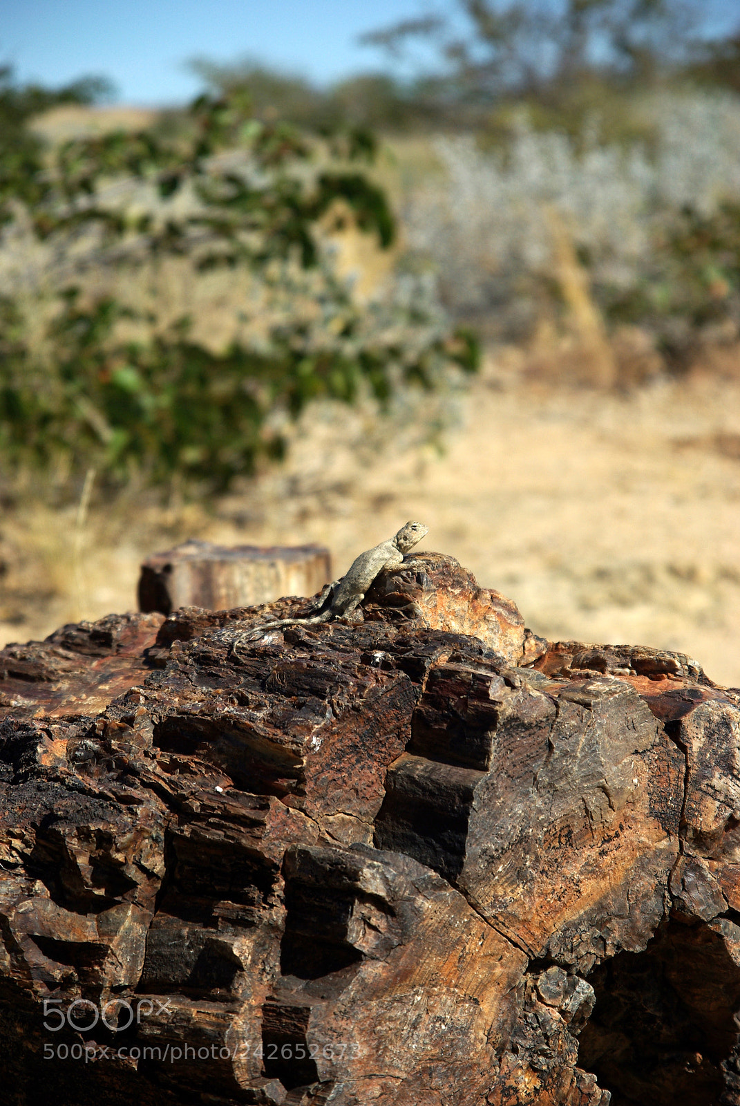 Pentax K10D sample photo. Namibie j photography