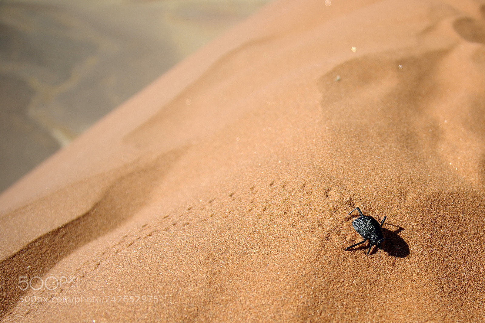 Pentax K10D sample photo. Namibie j photography
