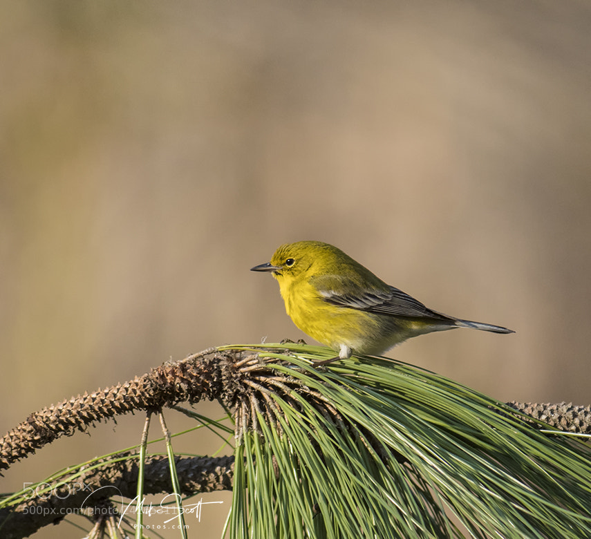 Nikon D500 sample photo. Pine warbler photography