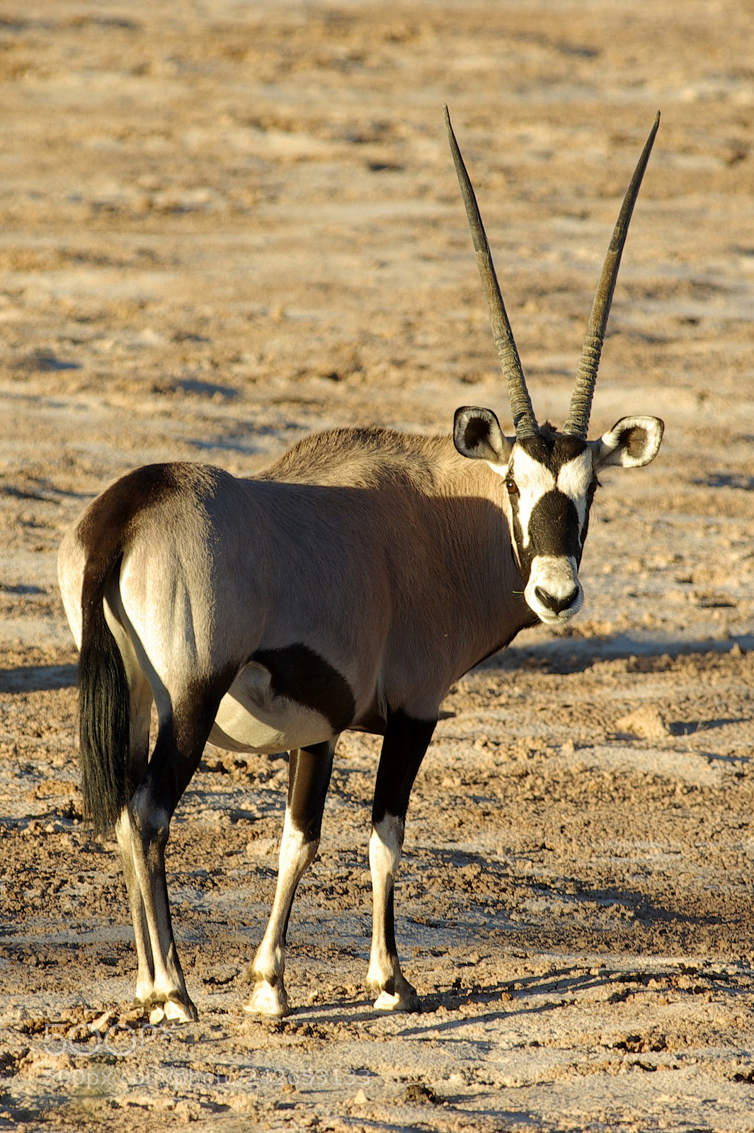Pentax K10D sample photo. Namibie j photography