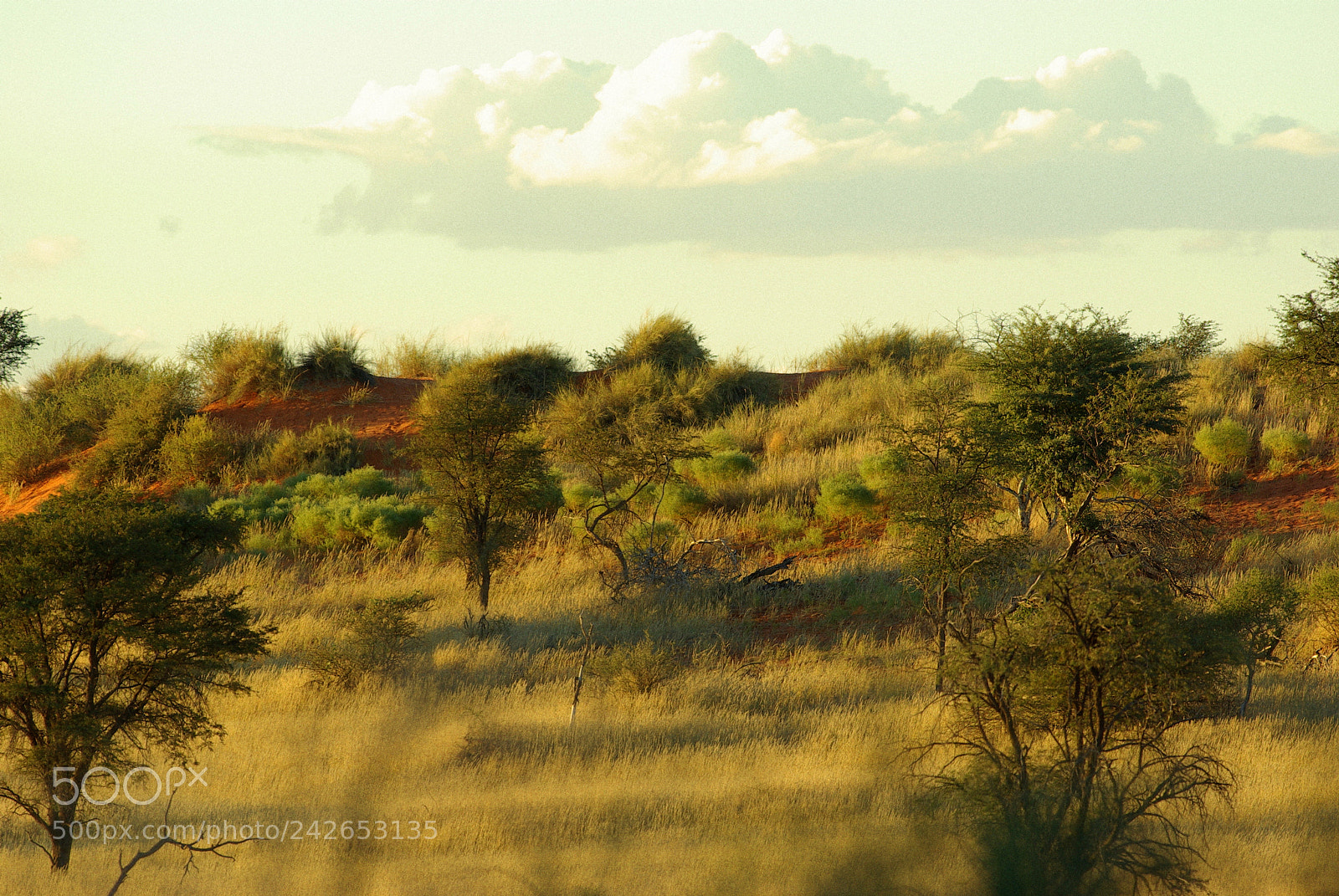 Pentax K10D sample photo. Namibie j photography