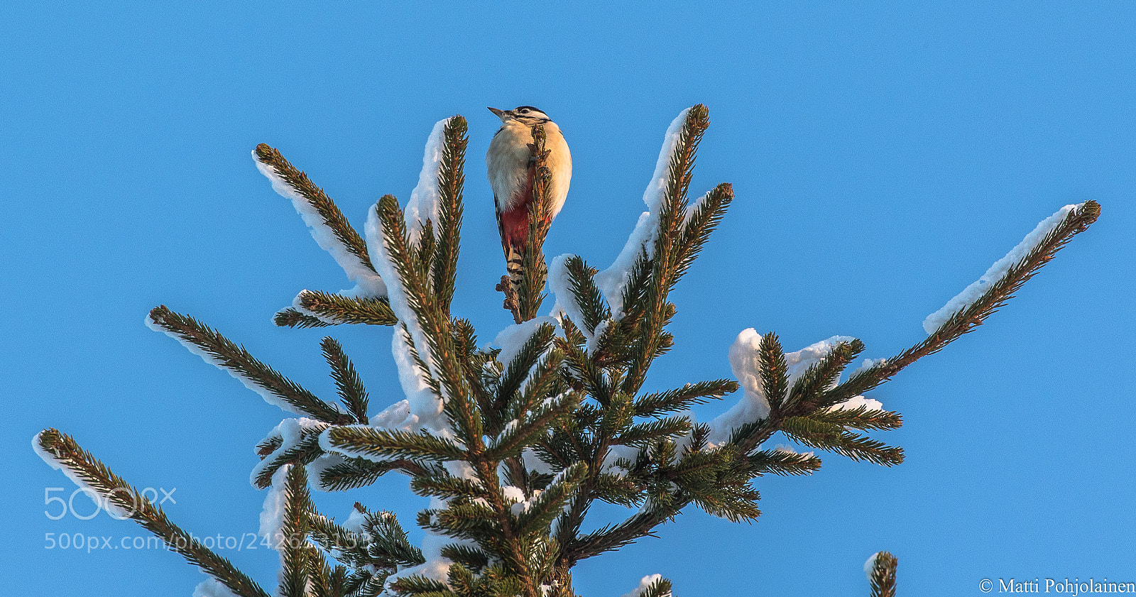 Canon EOS 7D Mark II sample photo. Woodpecker photography