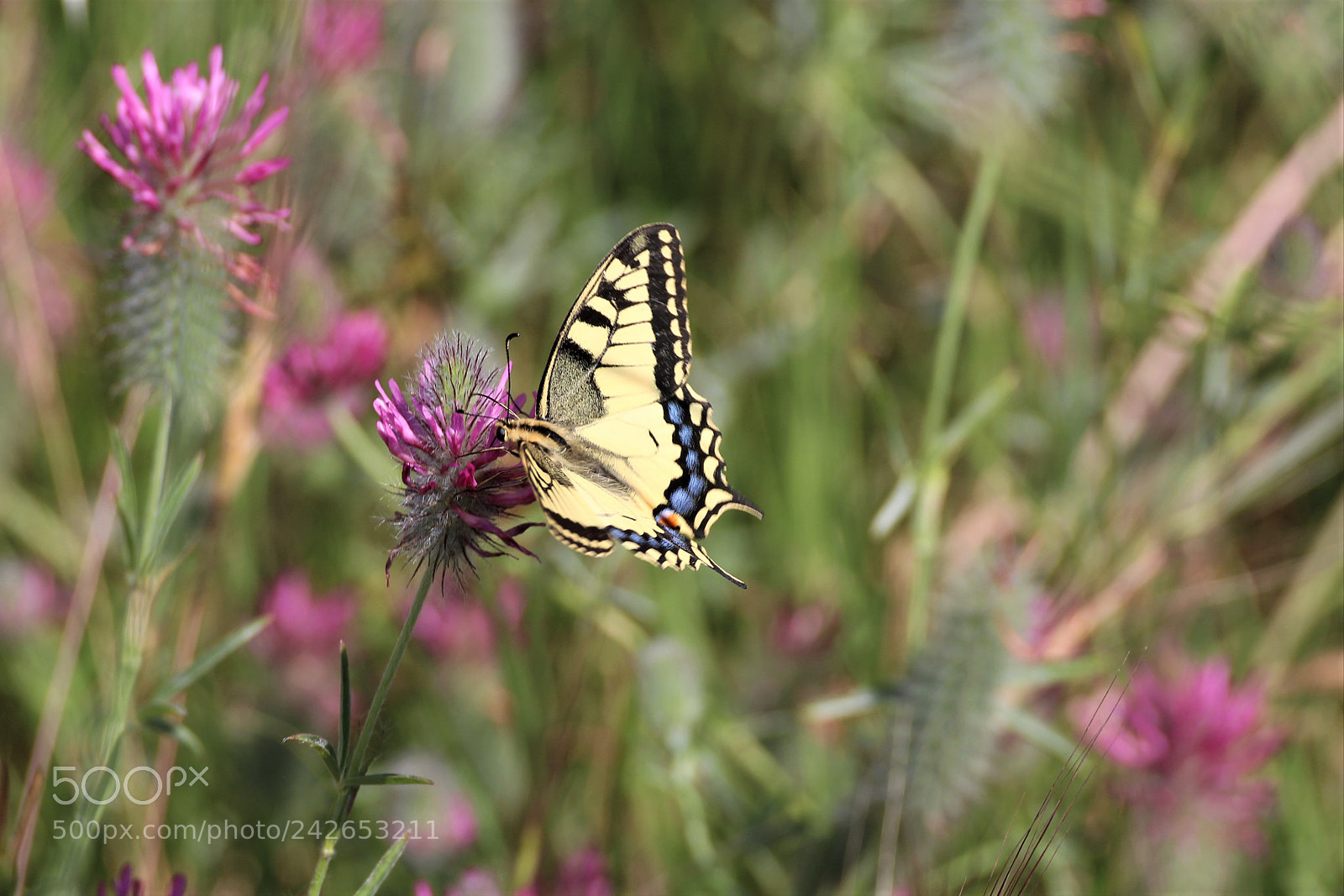 Canon EOS 650D (EOS Rebel T4i / EOS Kiss X6i) sample photo. Swallowtail butterfly found in photography