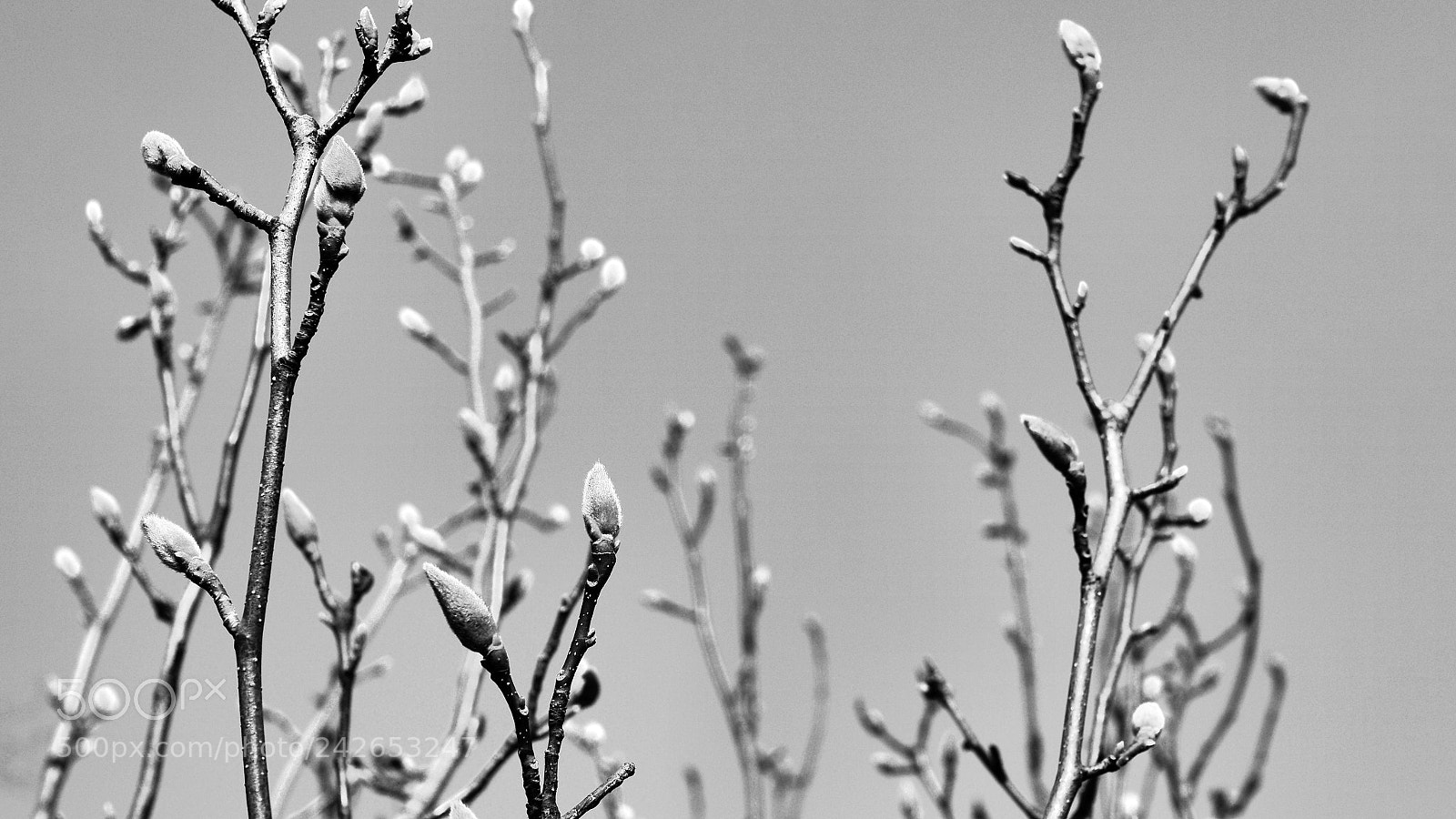 Panasonic Lumix DMC-GH3 sample photo. Blooming inside photography