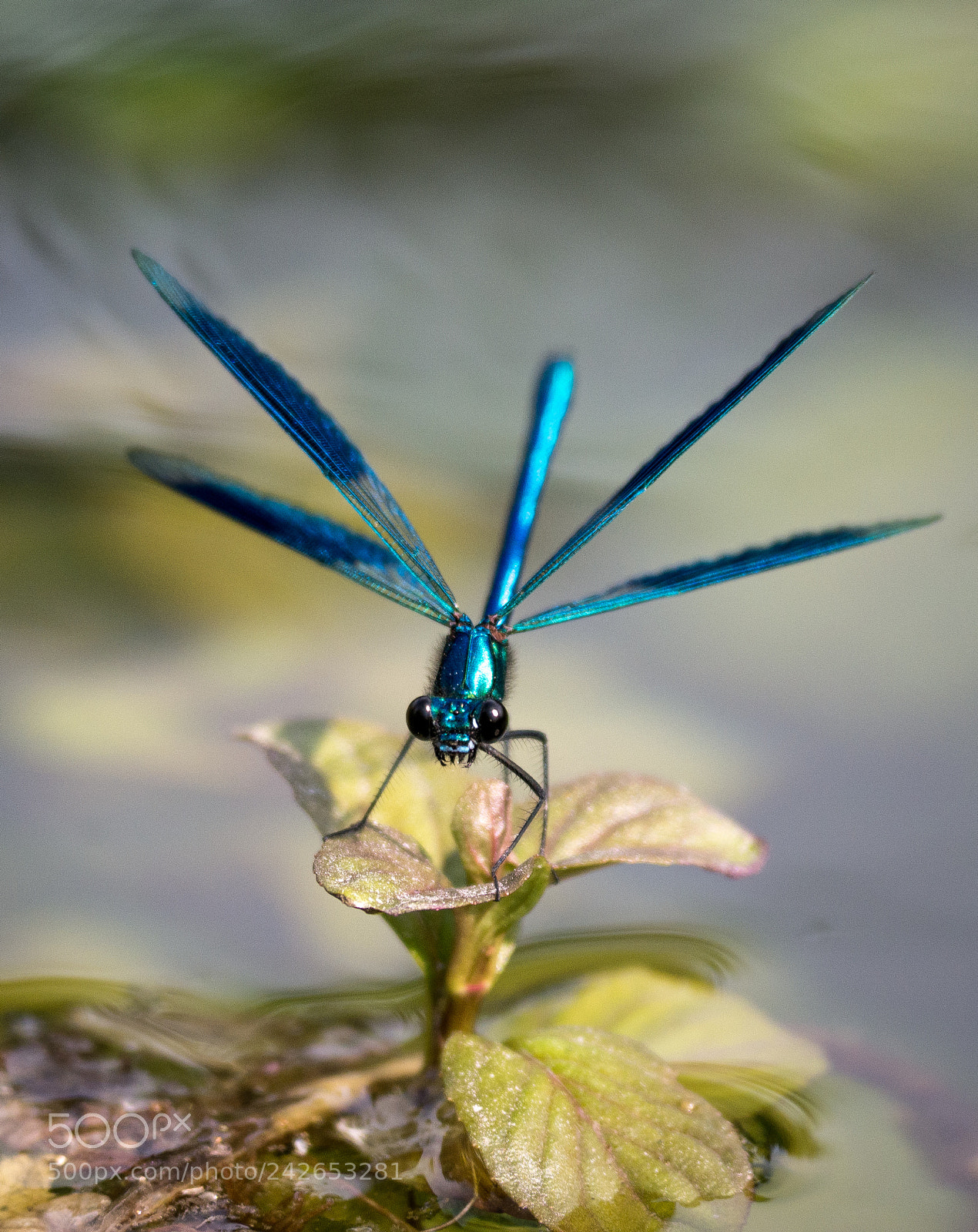 Panasonic DMC-G70 sample photo. Dragonfly photography