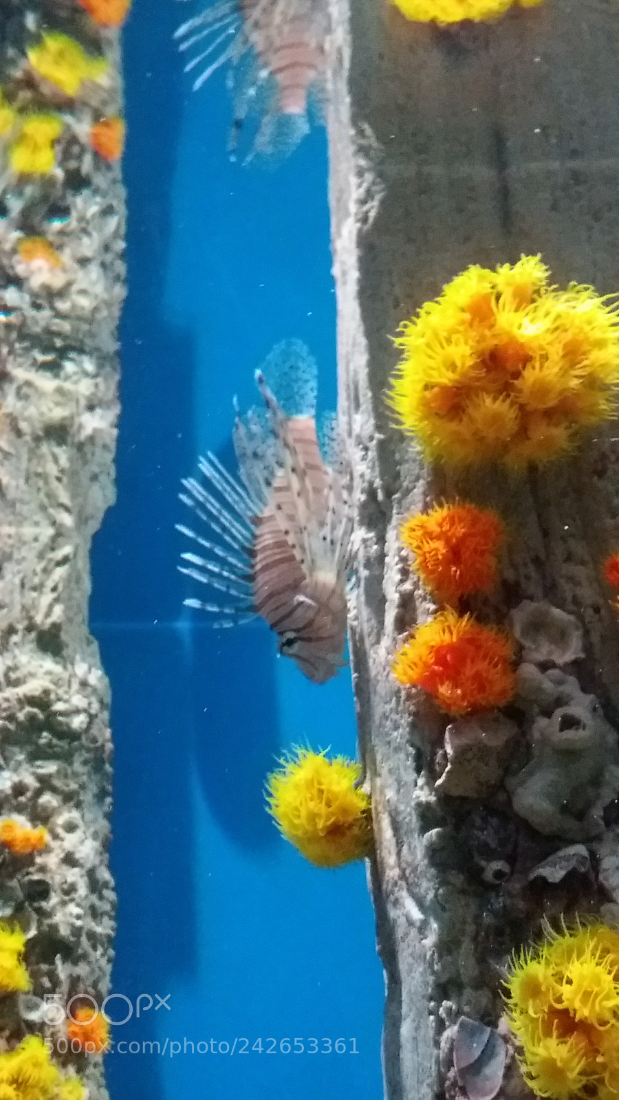 Samsung Galaxy J5 sample photo. Aquario photography