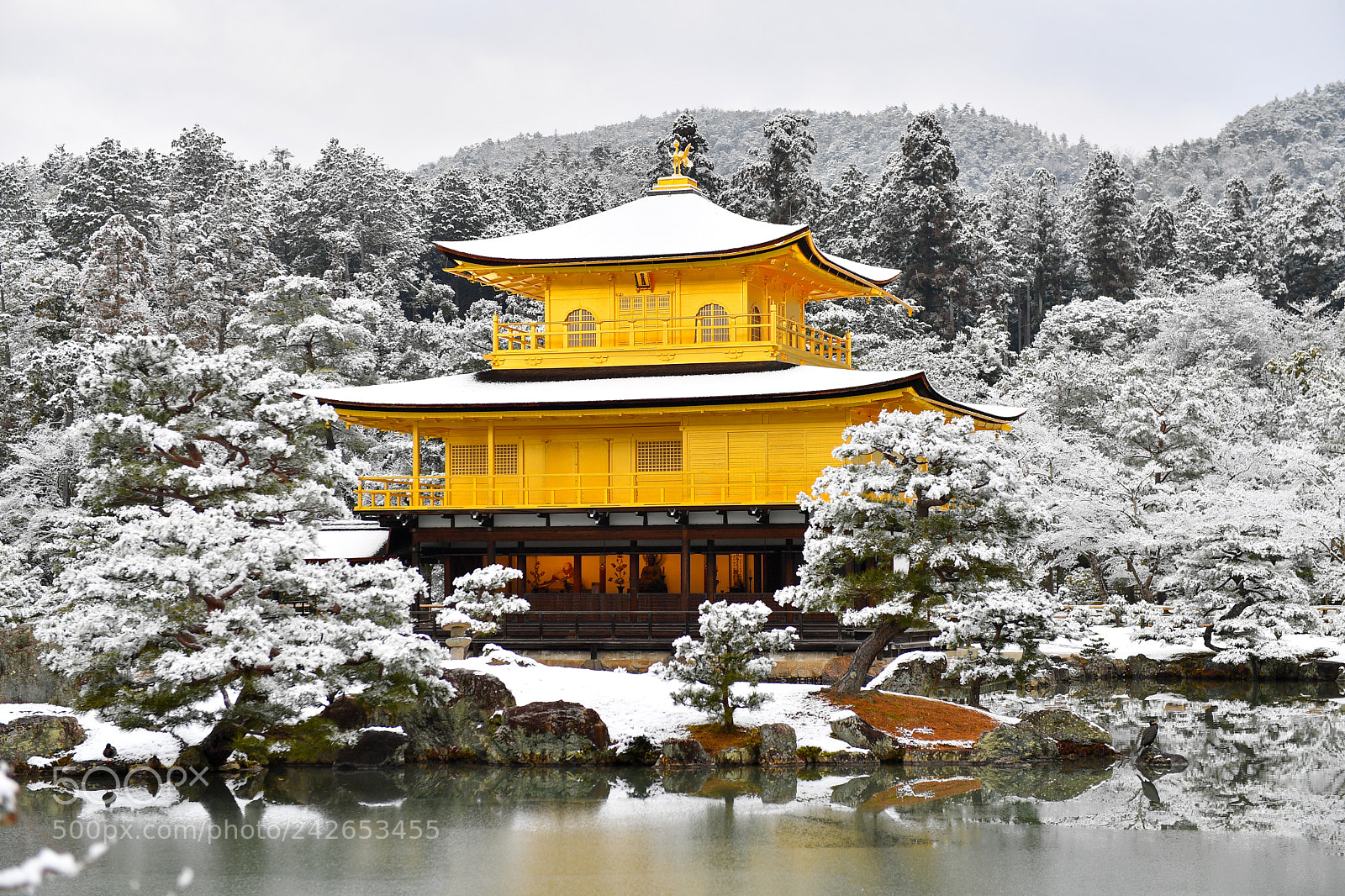 Nikon D5 sample photo. Kinkaku-ji photography
