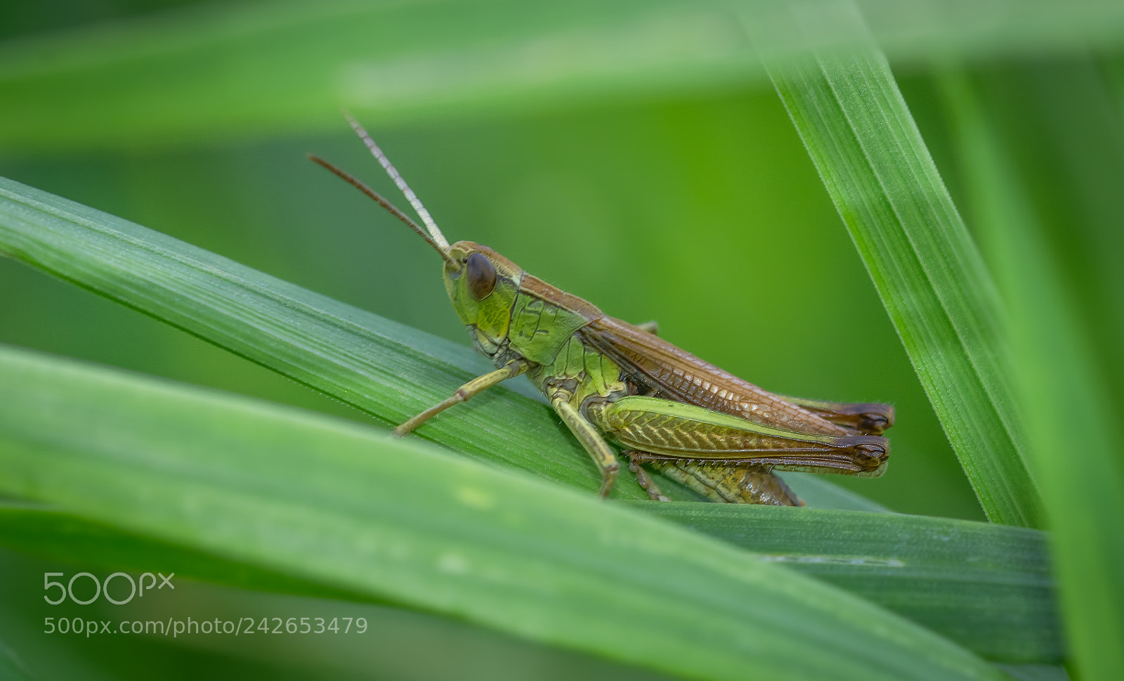 Nikon D7100 sample photo. Grasshopper photography