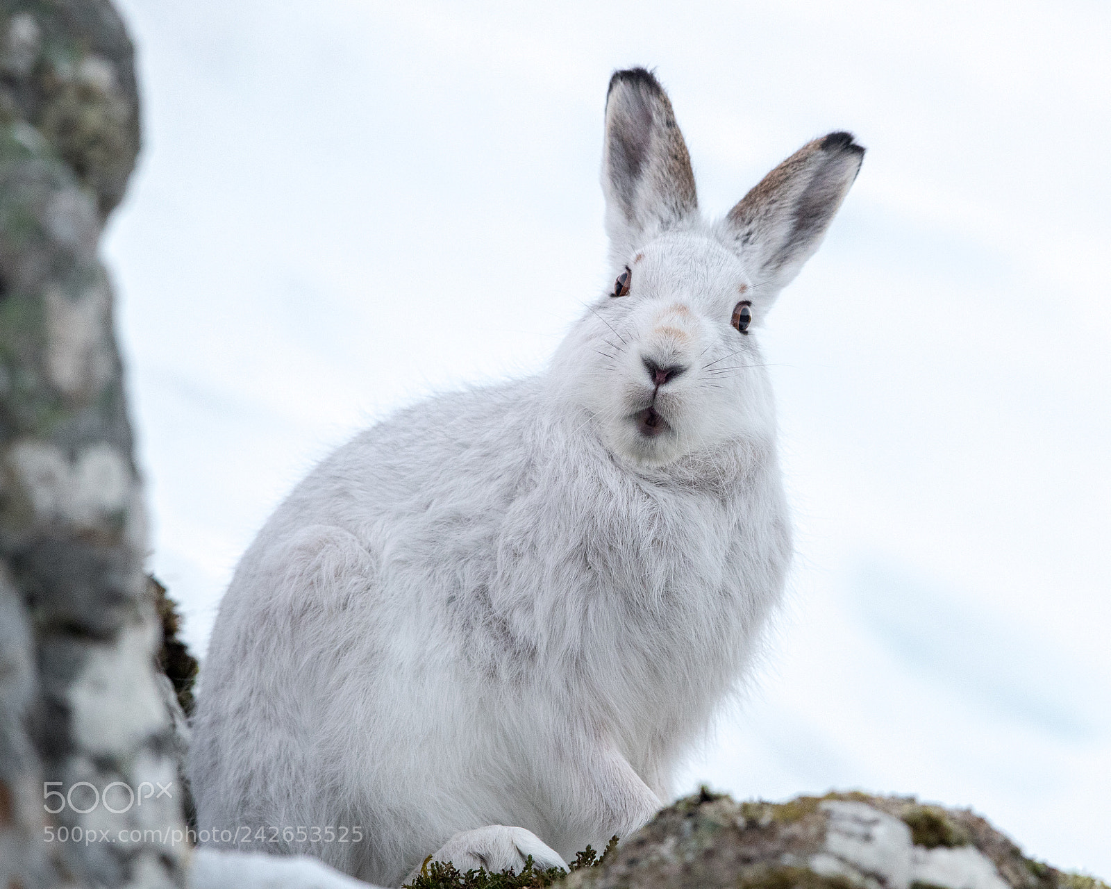 Canon EOS-1D X Mark II sample photo. Mountain hare photography