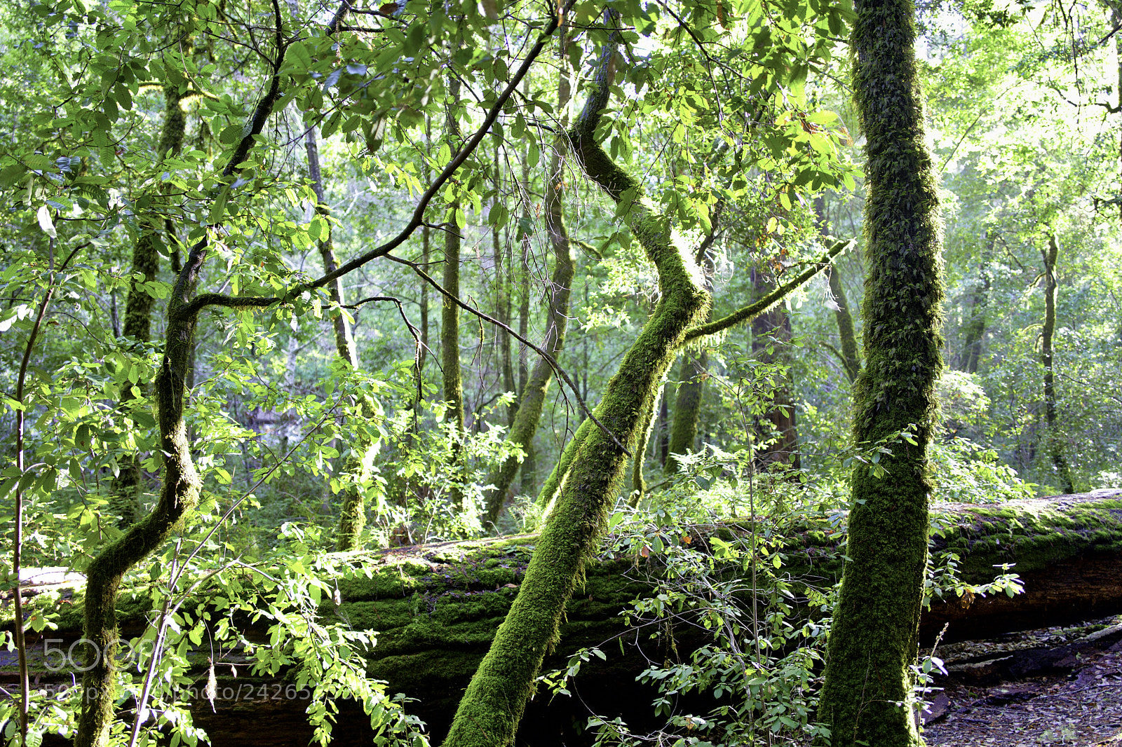 Leica Q (Typ 116) sample photo. Still forest photography