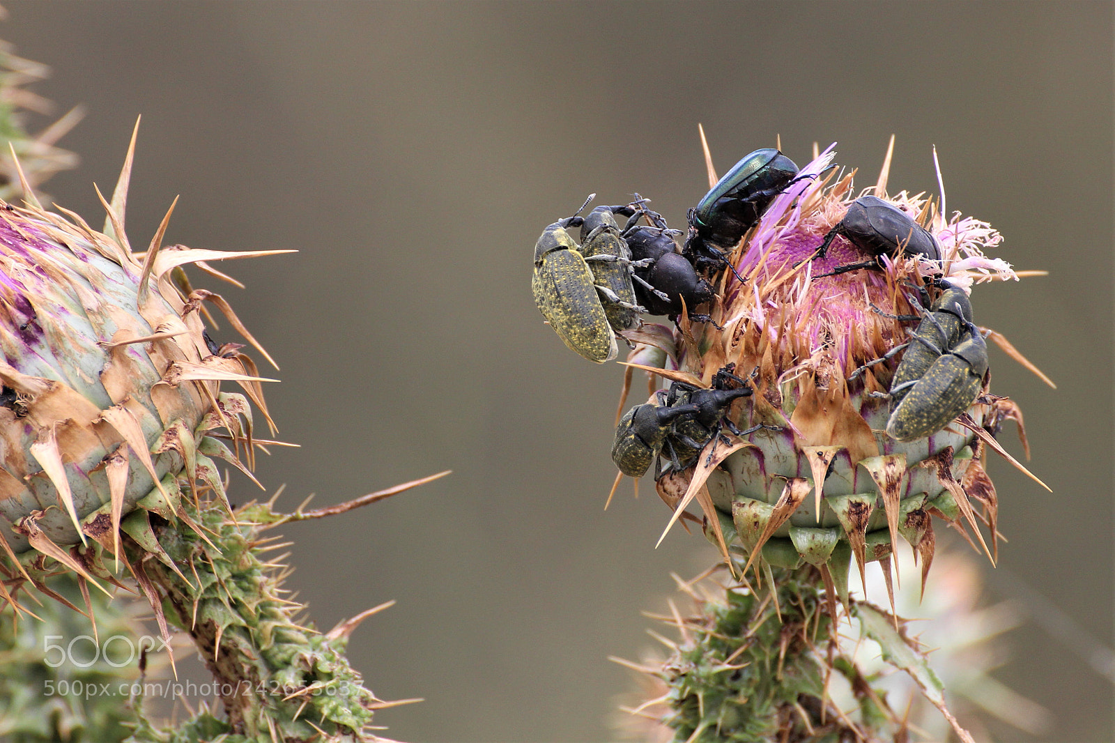 Canon EOS 650D (EOS Rebel T4i / EOS Kiss X6i) sample photo. Bugs in rush hour photography