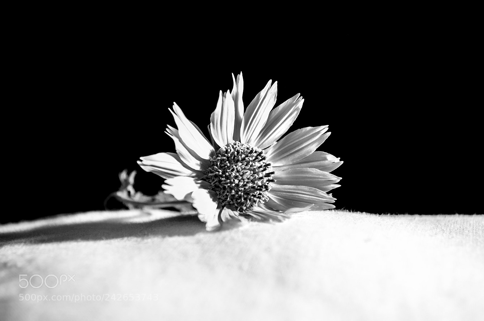 Nikon D3200 sample photo. Flor photography