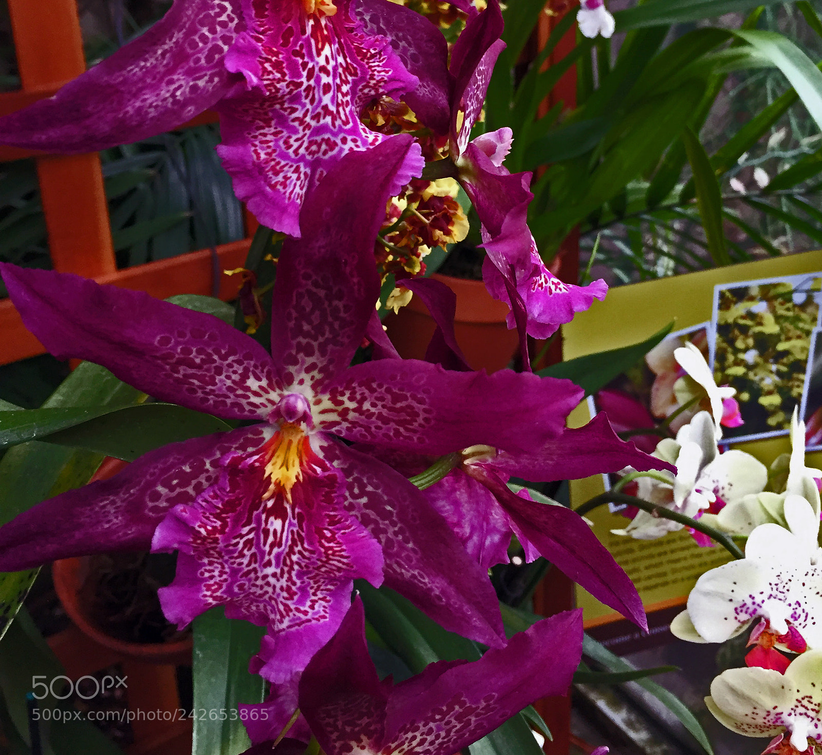 Apple iPhone 6 sample photo. Orchid photography