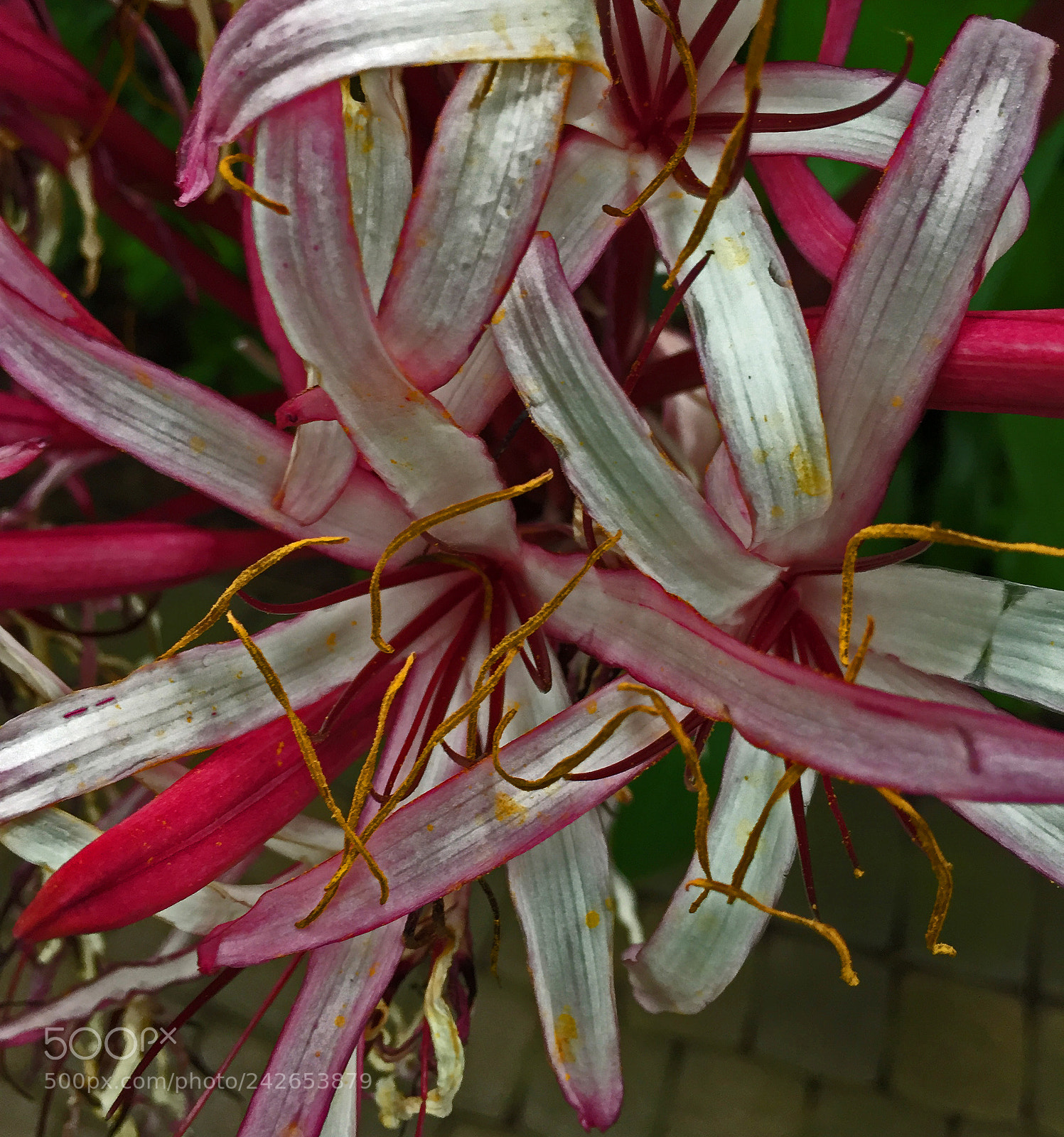 Apple iPhone 6 sample photo. Orchid photography