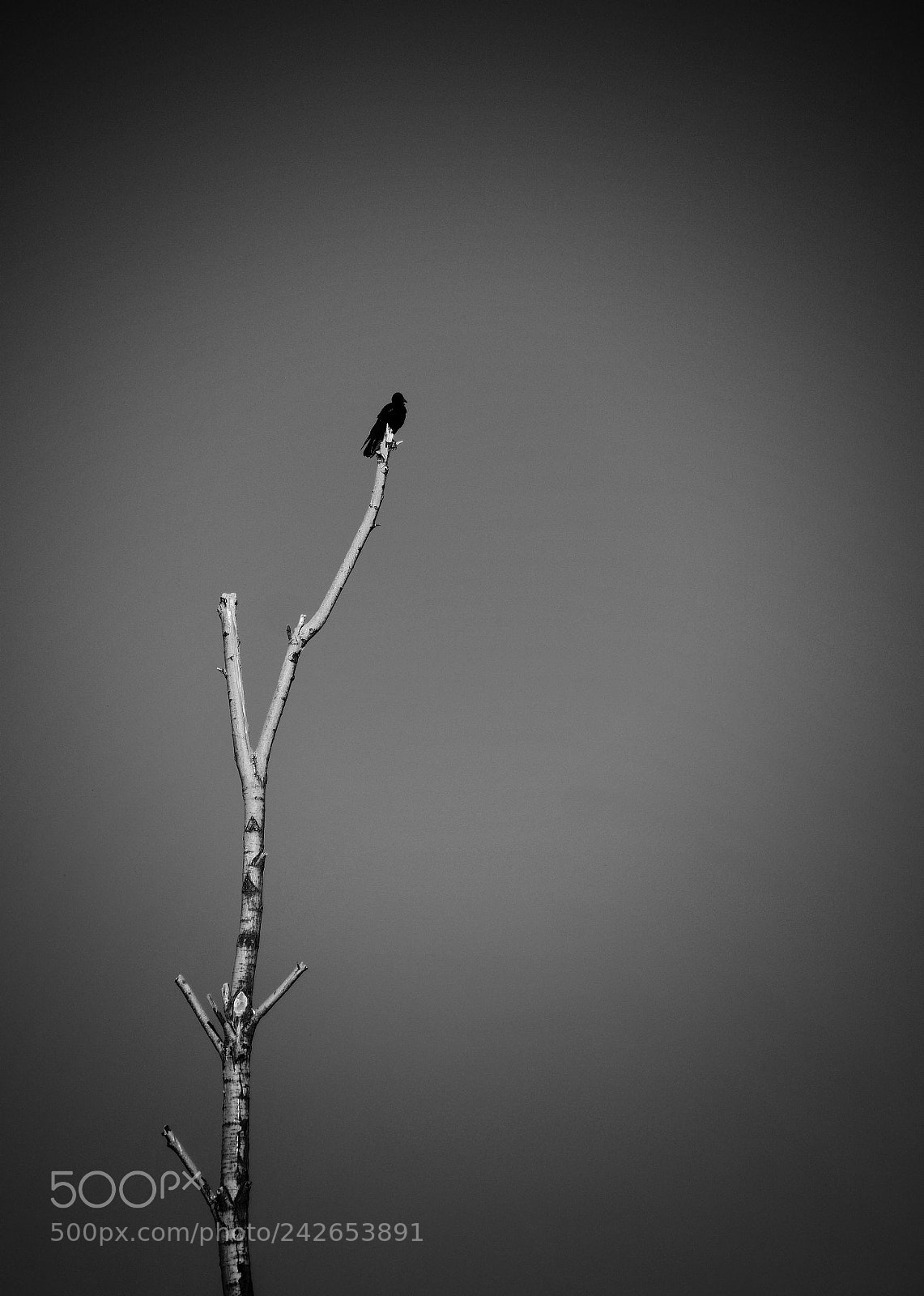 Nikon D7100 sample photo. Untitled photography