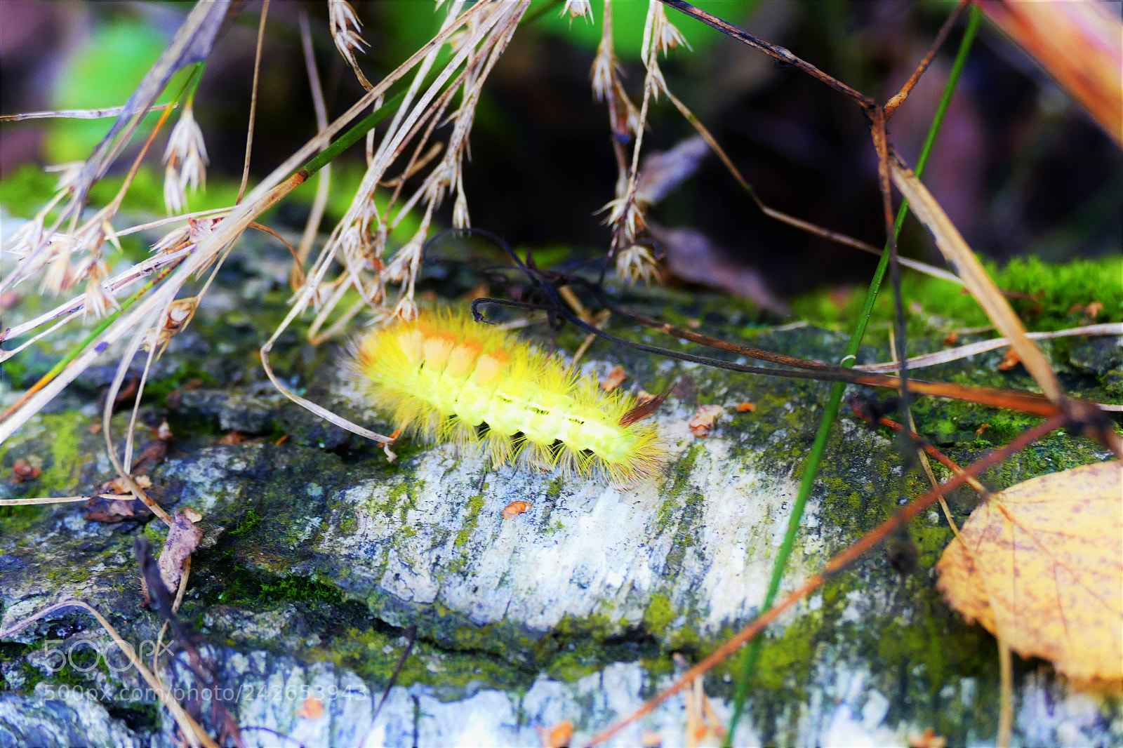 Panasonic Lumix DMC-FZ1000 sample photo. Caterpillar @ work photography