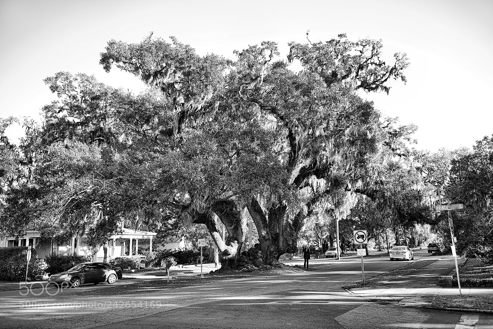 Nikon D800E sample photo. Love tree photography