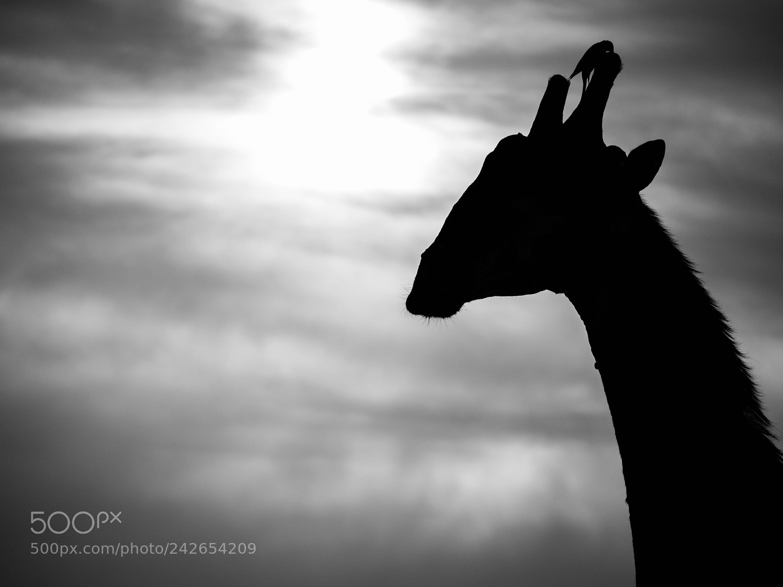 Panasonic Lumix DMC-GX8 sample photo. Giraffe at sunset photography