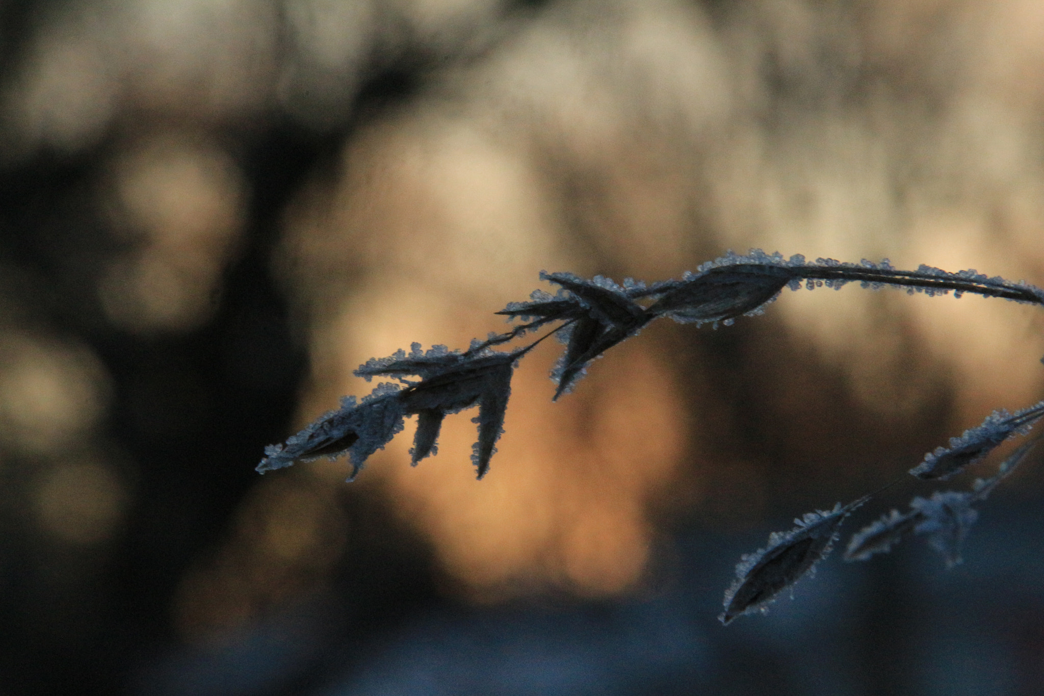 Canon EOS 700D (EOS Rebel T5i / EOS Kiss X7i) sample photo. Frosty sunrise photography
