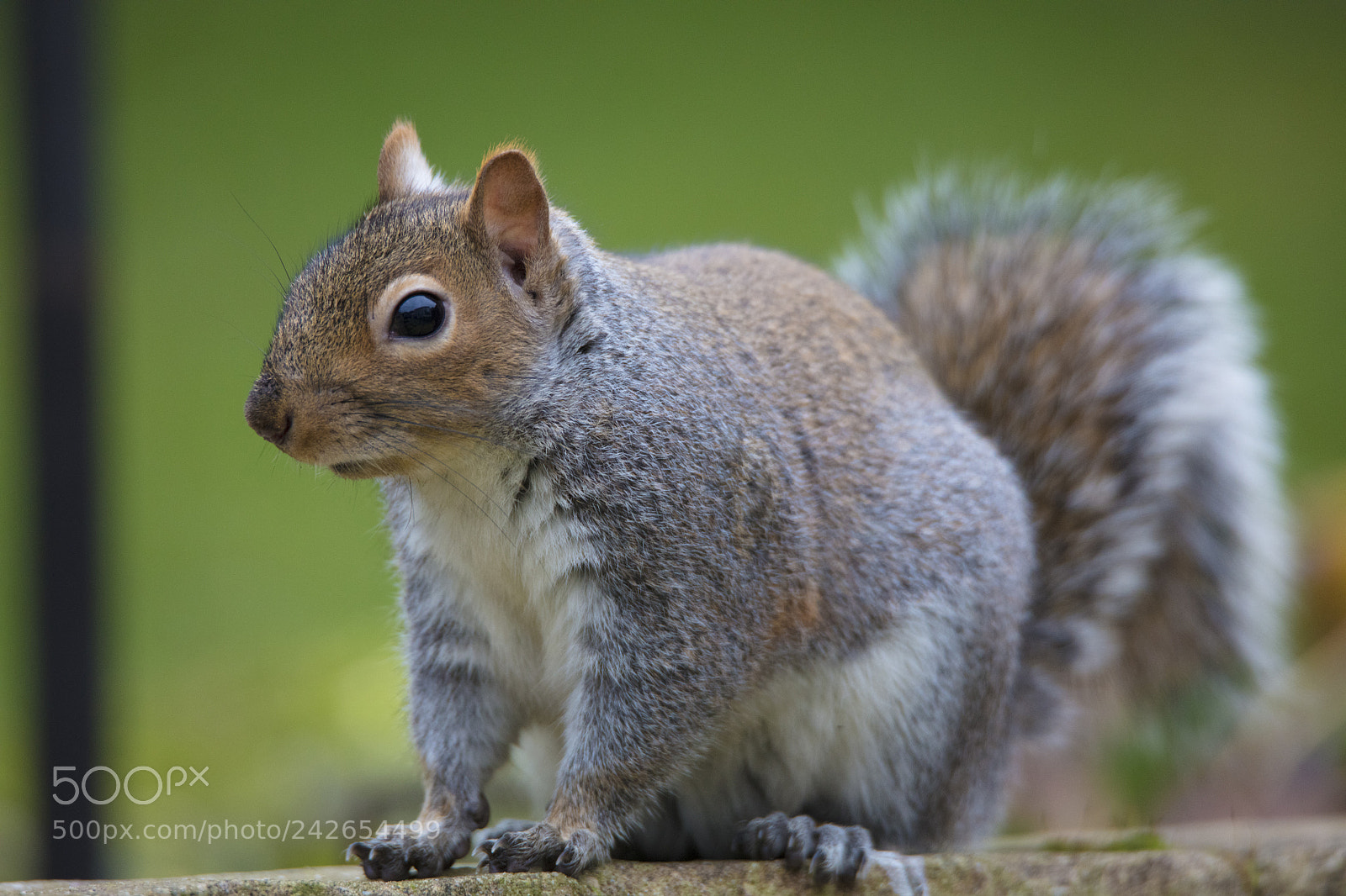 Canon EOS 5DS R sample photo. Xa photography