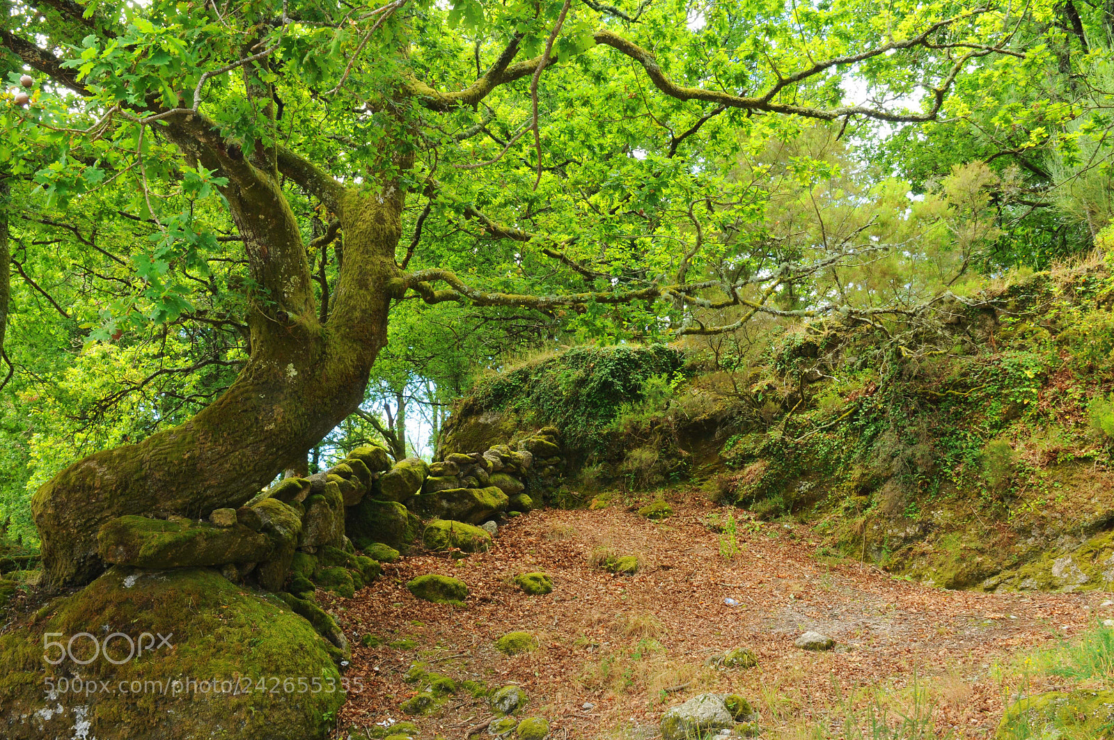 Nikon D300 sample photo. Hobbit's hideout photography