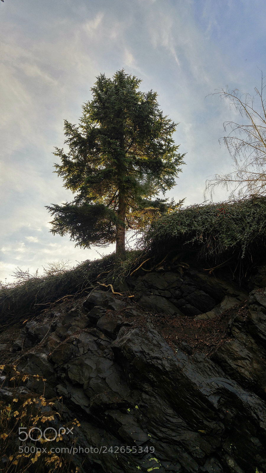 LG G4 sample photo. Standing tall photography