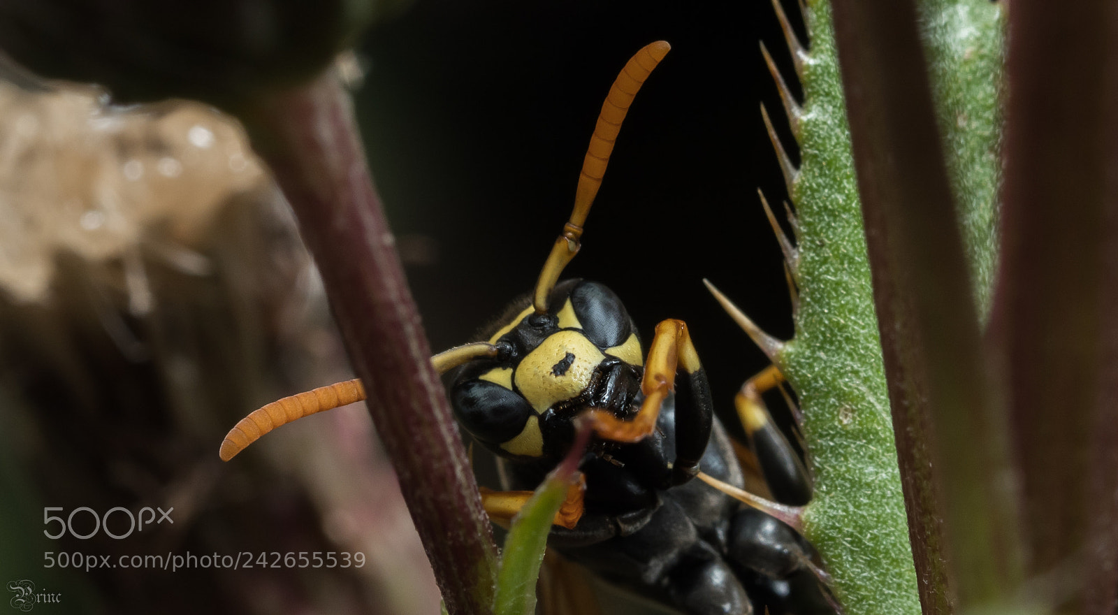 Olympus PEN-F sample photo. Polistes photography