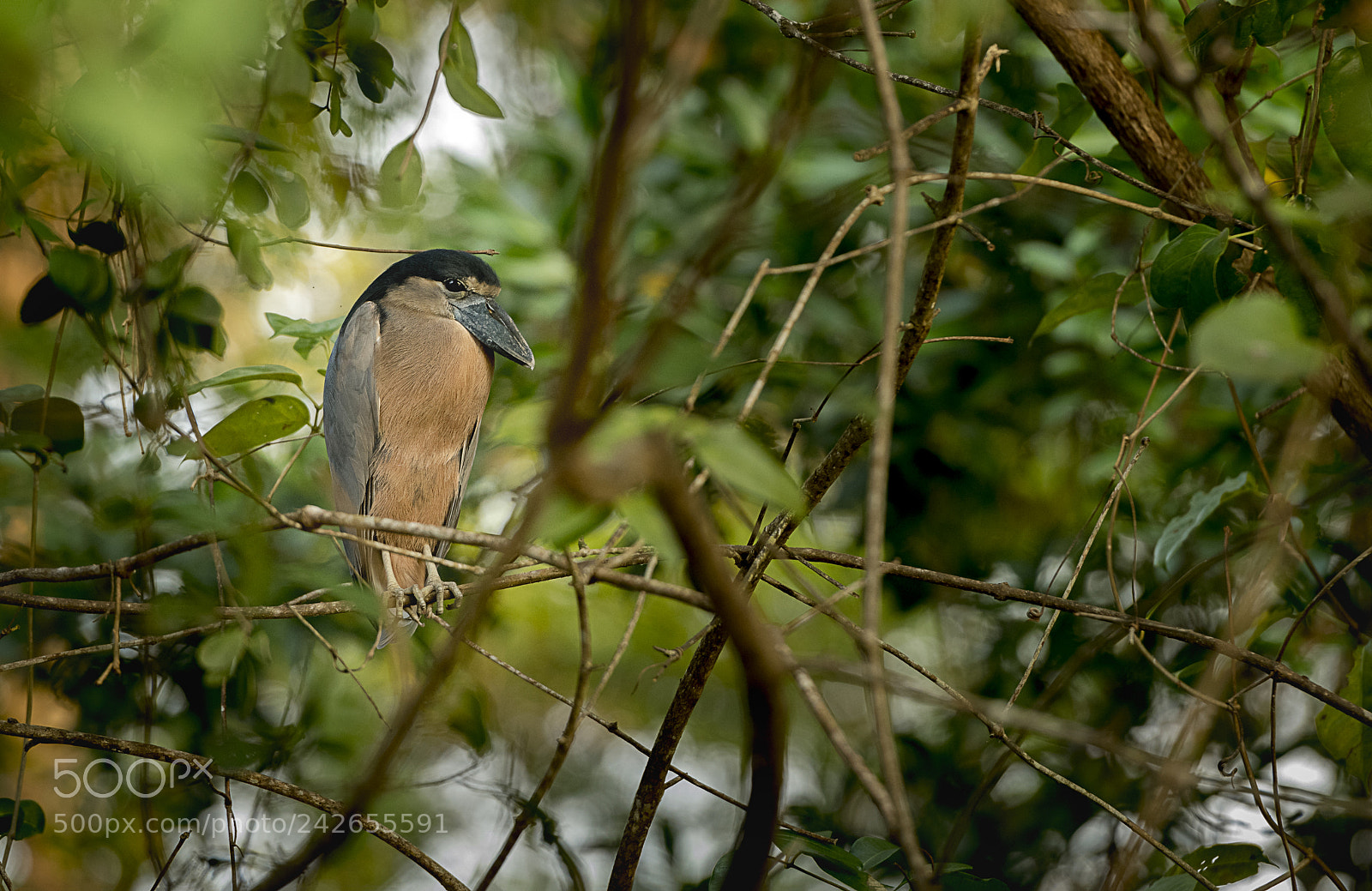 Nikon D850 sample photo. Boat-billed heron photography