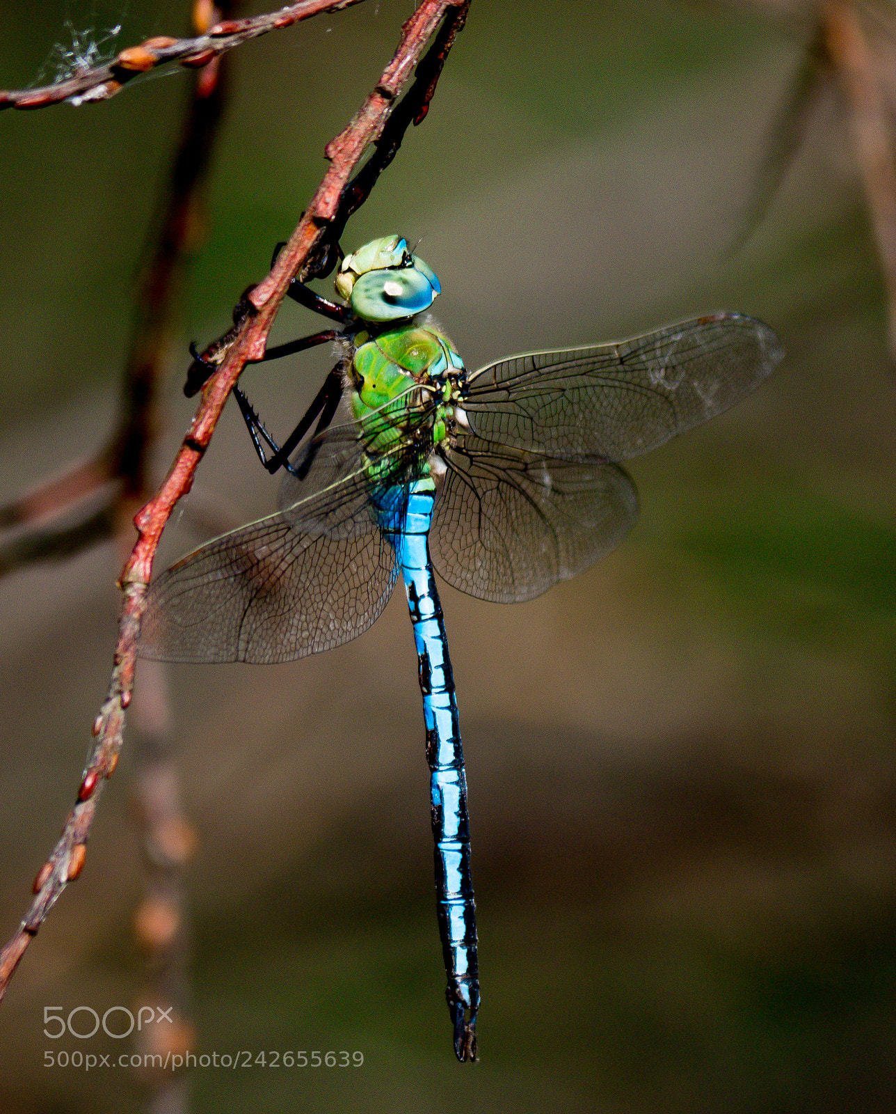 Panasonic DMC-G70 sample photo. Dragonfly photography
