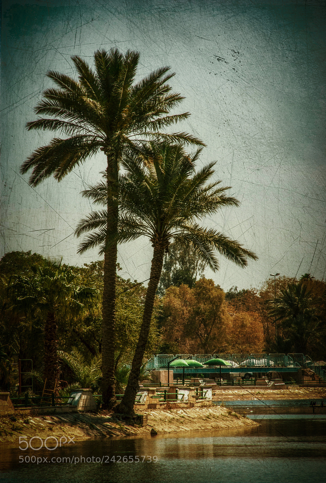 Sony Alpha DSLR-A350 sample photo. Park at noon iv photography