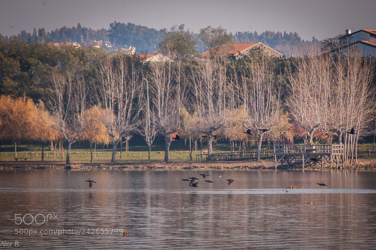 Nikon D100 sample photo. Sunny winter photography