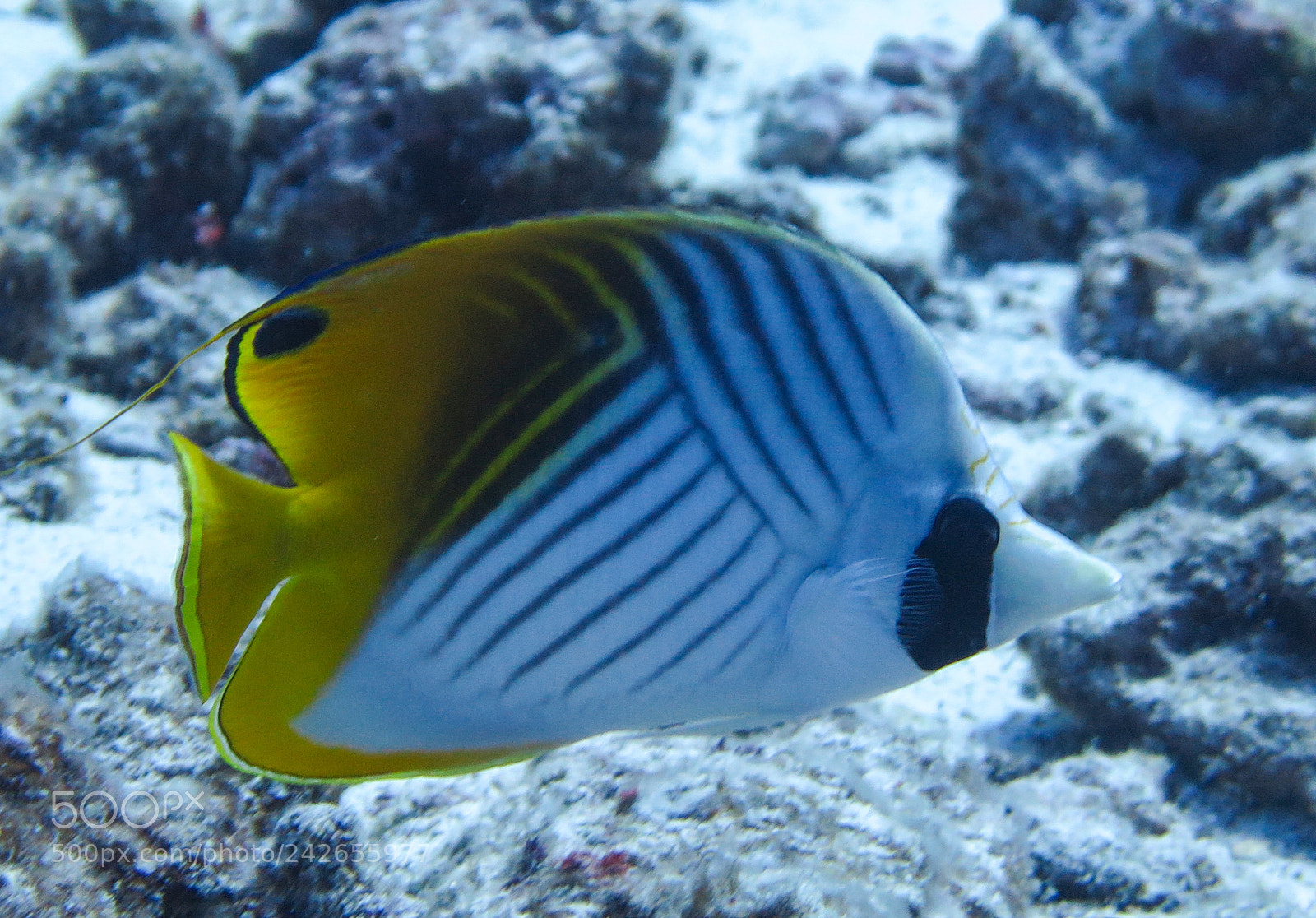 Canon PowerShot G16 sample photo. Threadfin butterfly fish photography