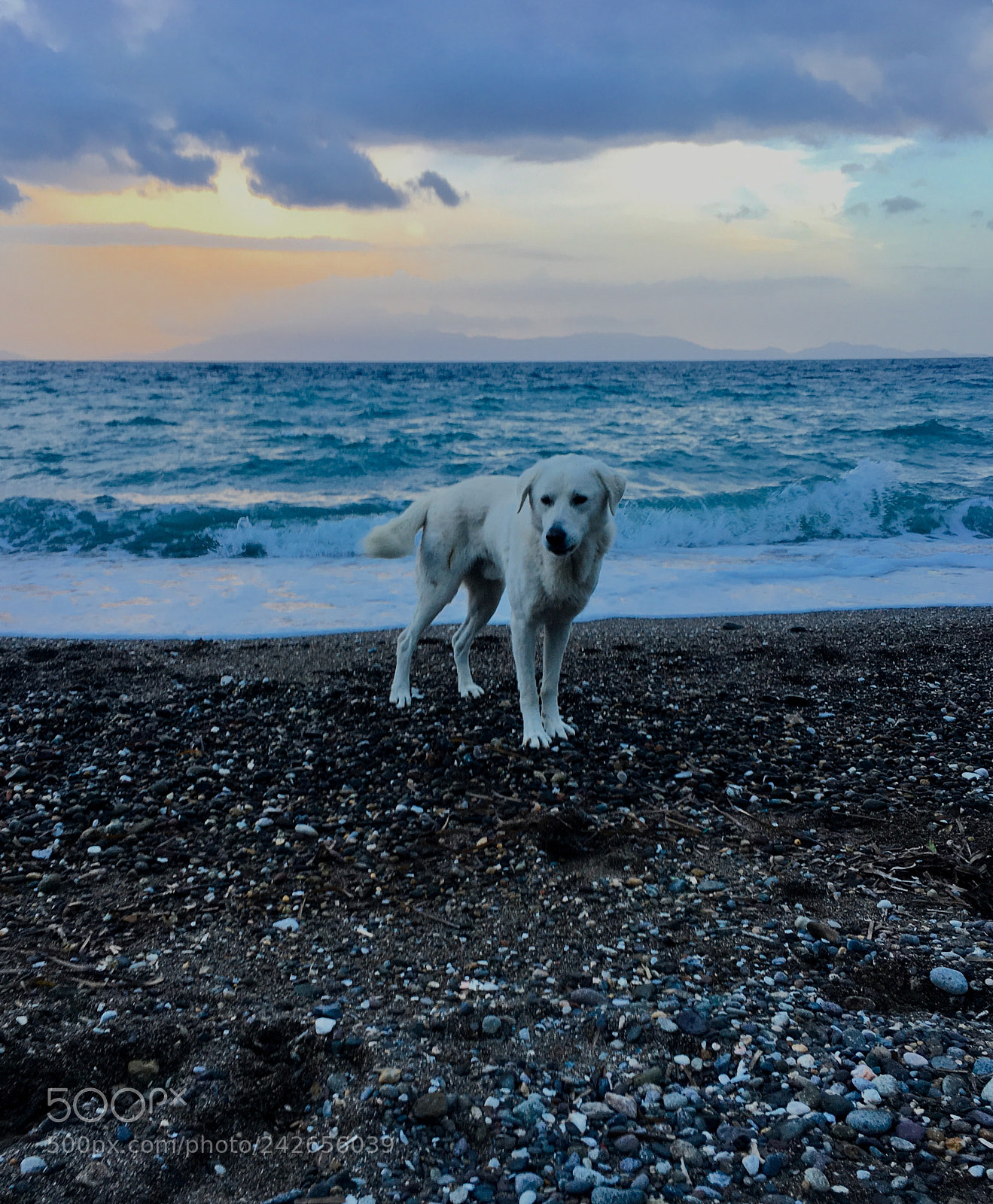 Apple iPhone 6s sample photo. We don't deserve dogs photography
