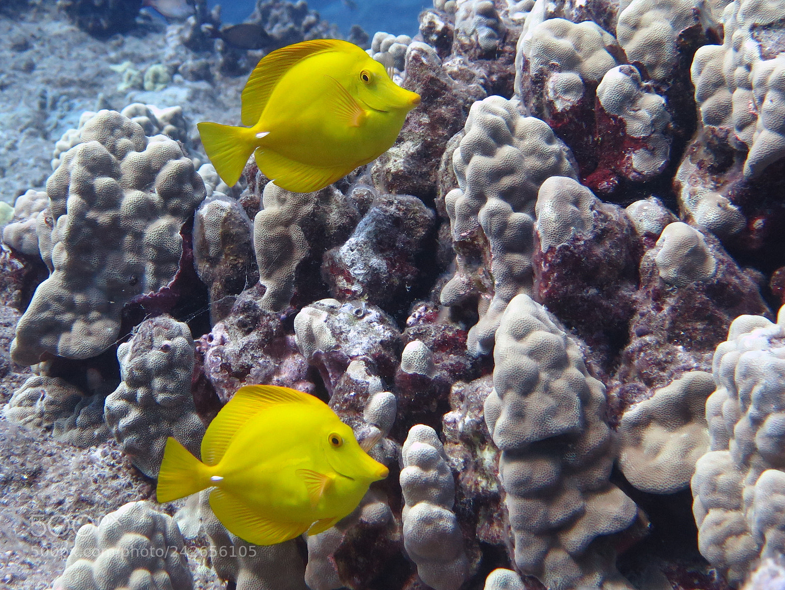 Canon PowerShot G16 sample photo. Pair of yellow tangs photography