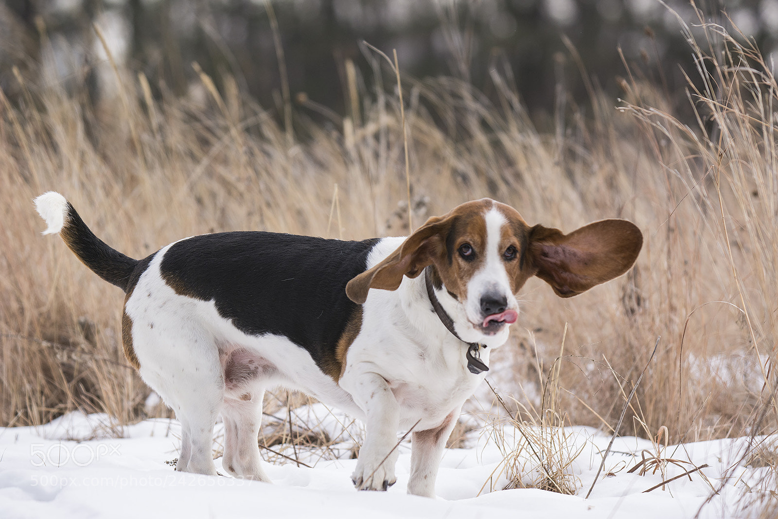Nikon D7100 sample photo. Bassets photography