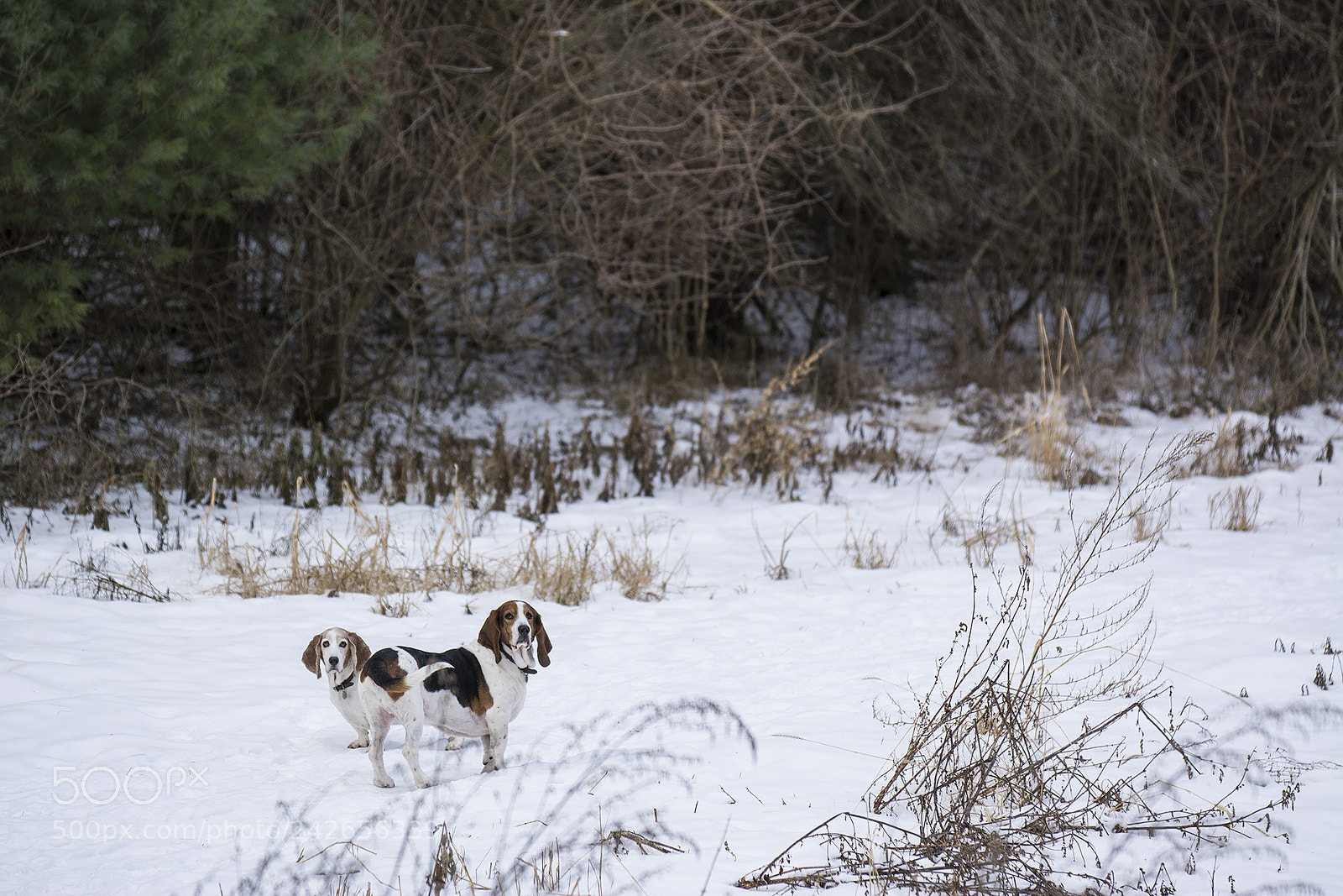 Nikon D7100 sample photo. Bassets photography