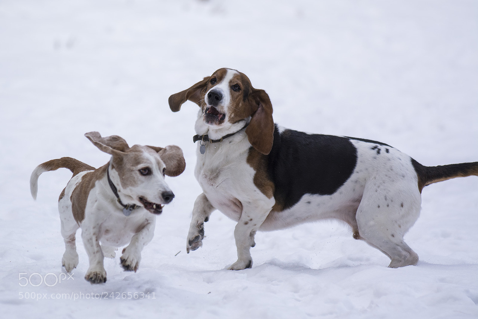 Nikon D7100 sample photo. Bassets photography