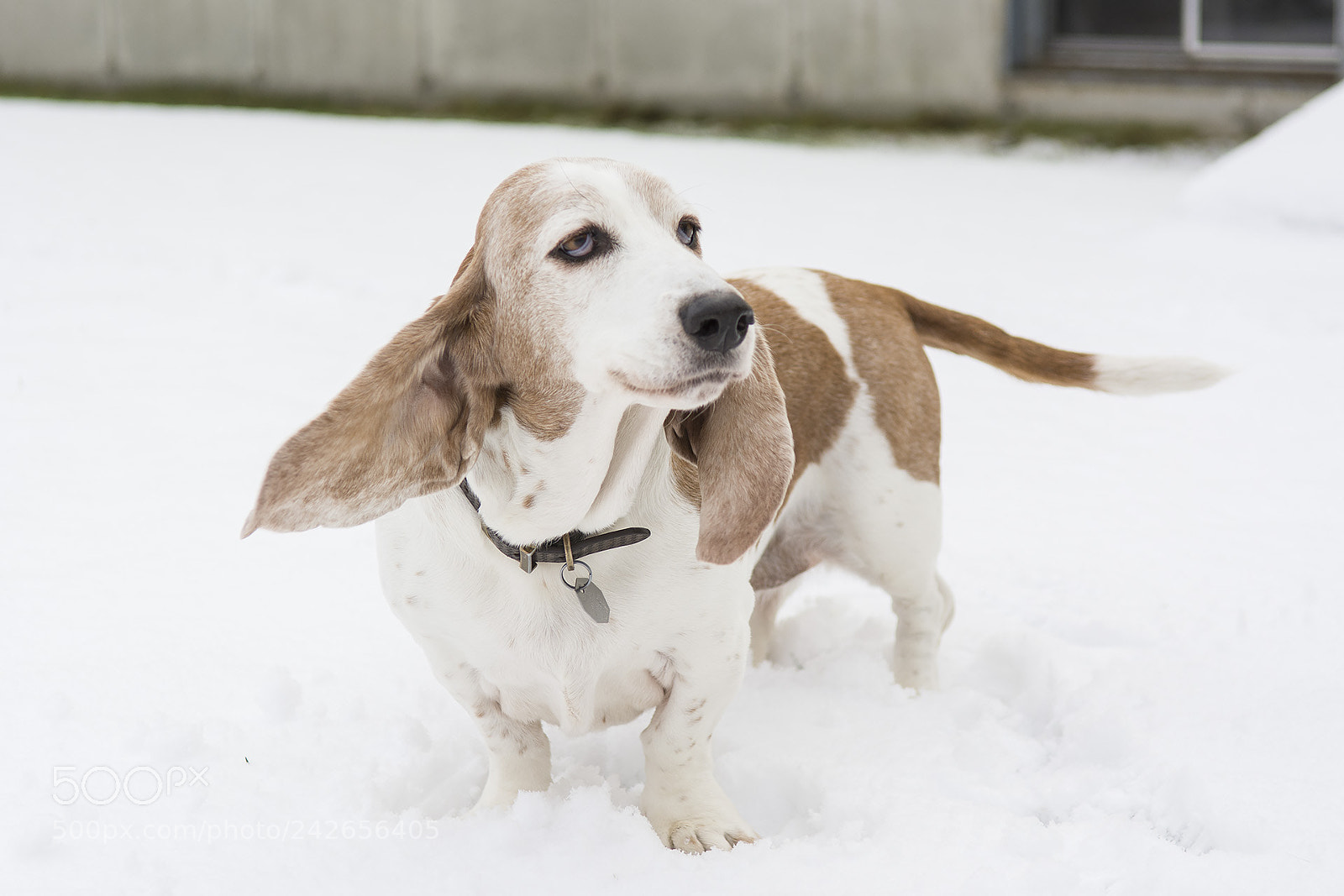 Nikon D7100 sample photo. Bassets photography