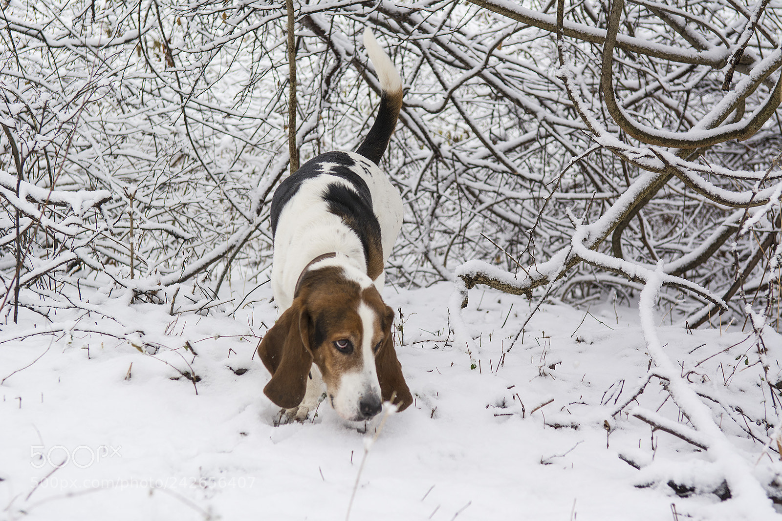 Nikon D7100 sample photo. Bassets photography