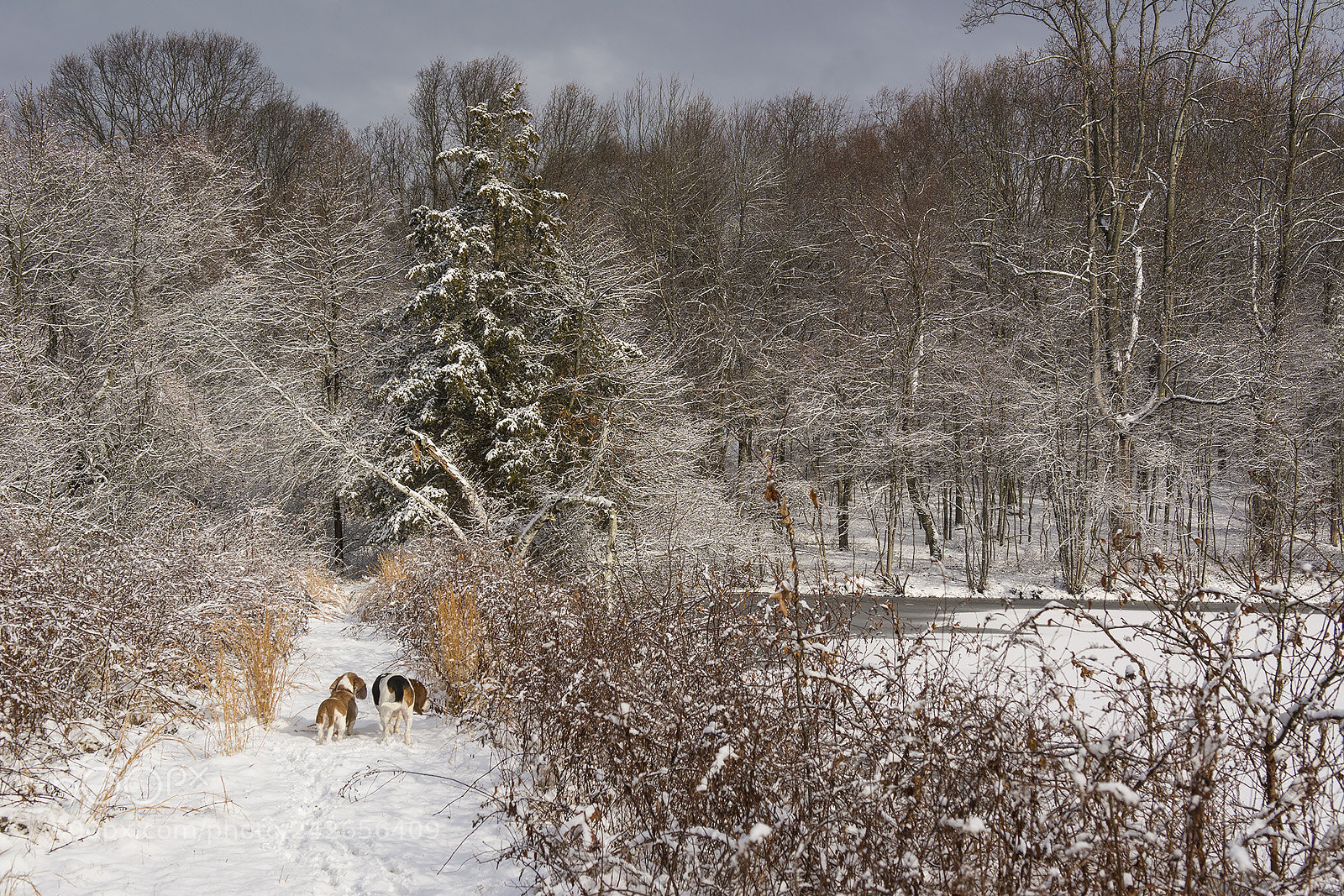 Nikon D7100 sample photo. Bassets photography