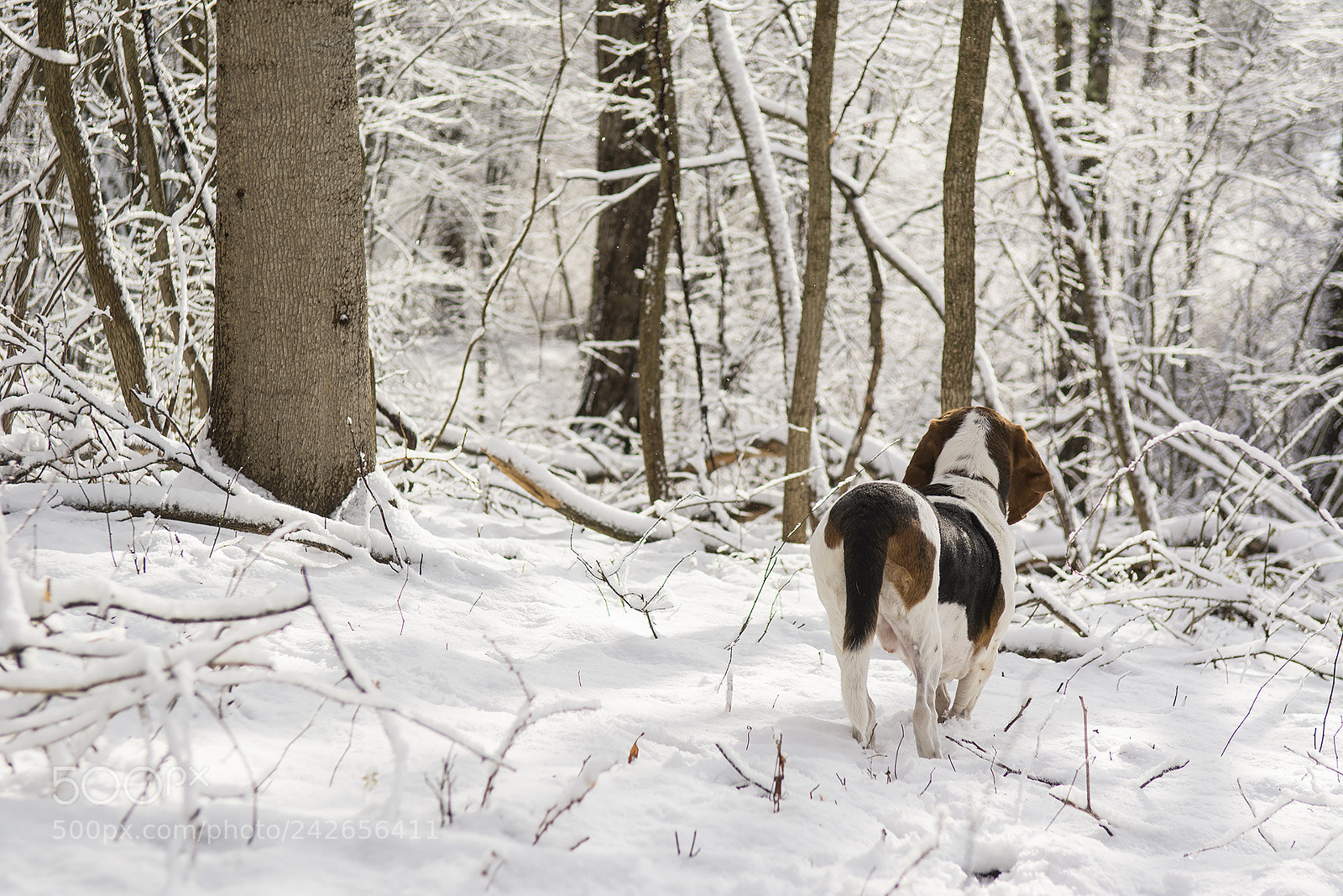 Nikon D7100 sample photo. Bassets photography